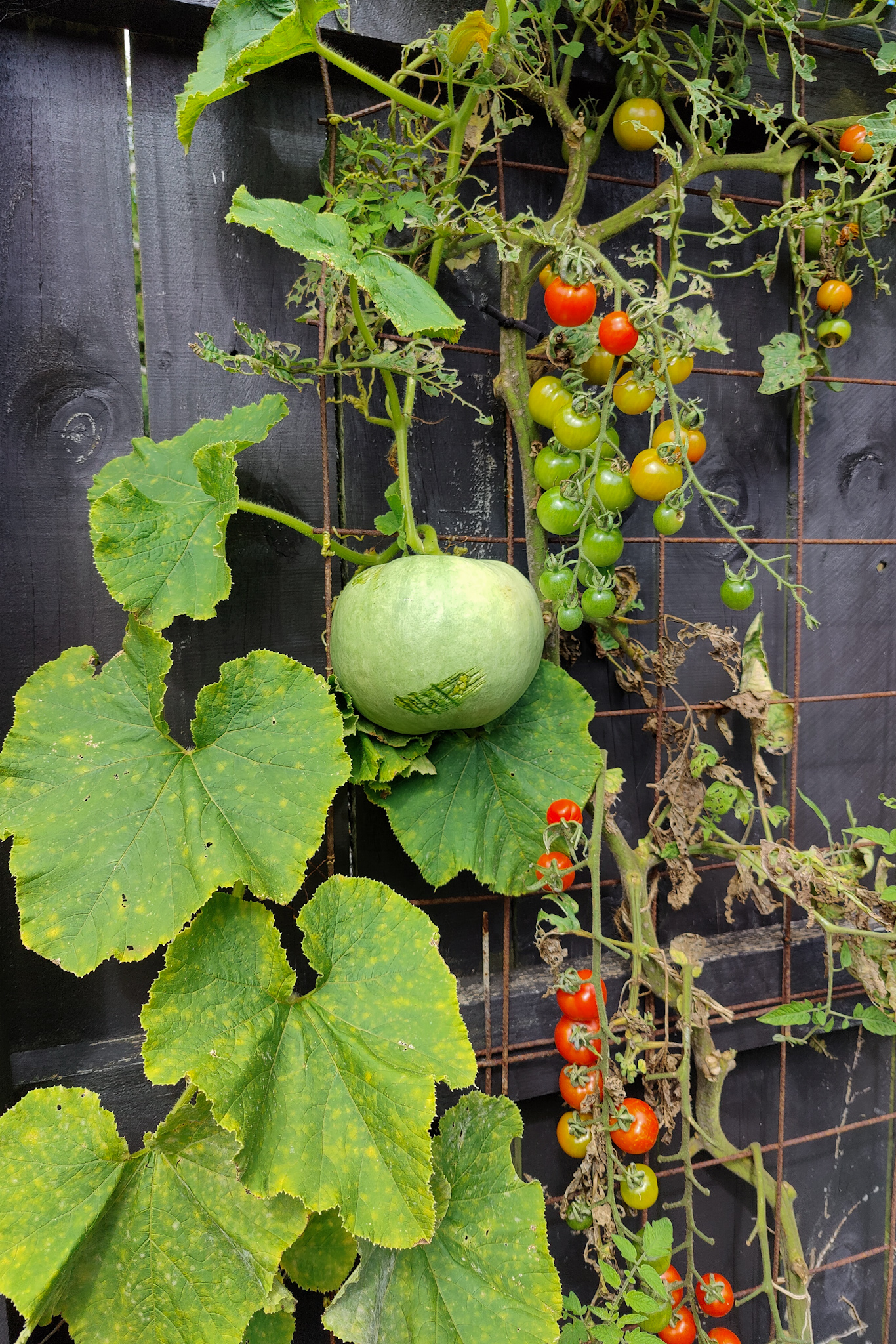 Grow pumpkins and tomatoes vertically x