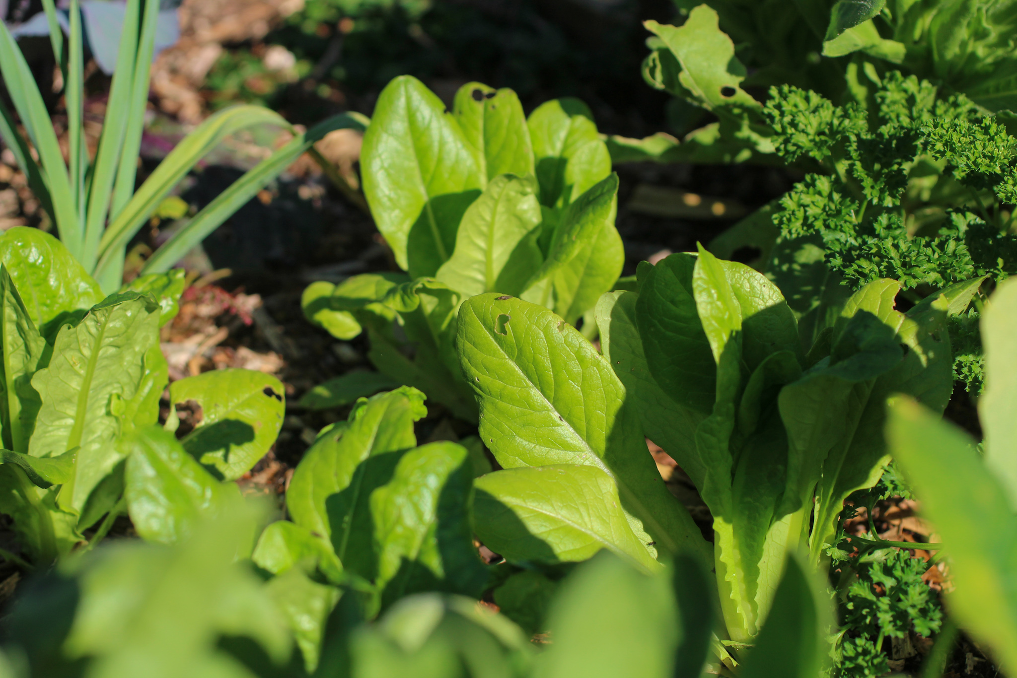 Plant Little Gem Lettuce under large plants to prevent bolting in hot sun x