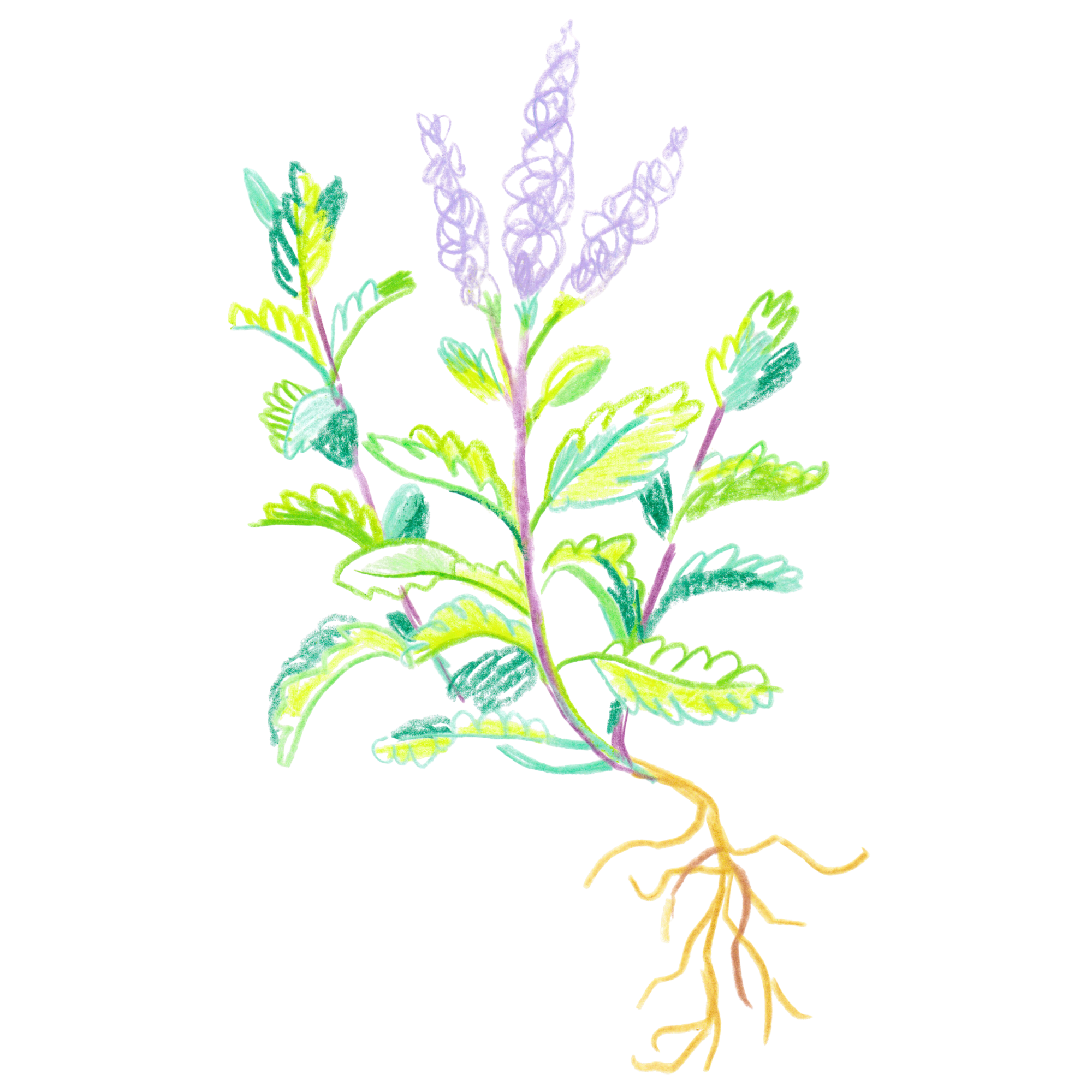 Mint plant illustration - Sage Vol 1 - Sage Journal - Stephen Kirkby