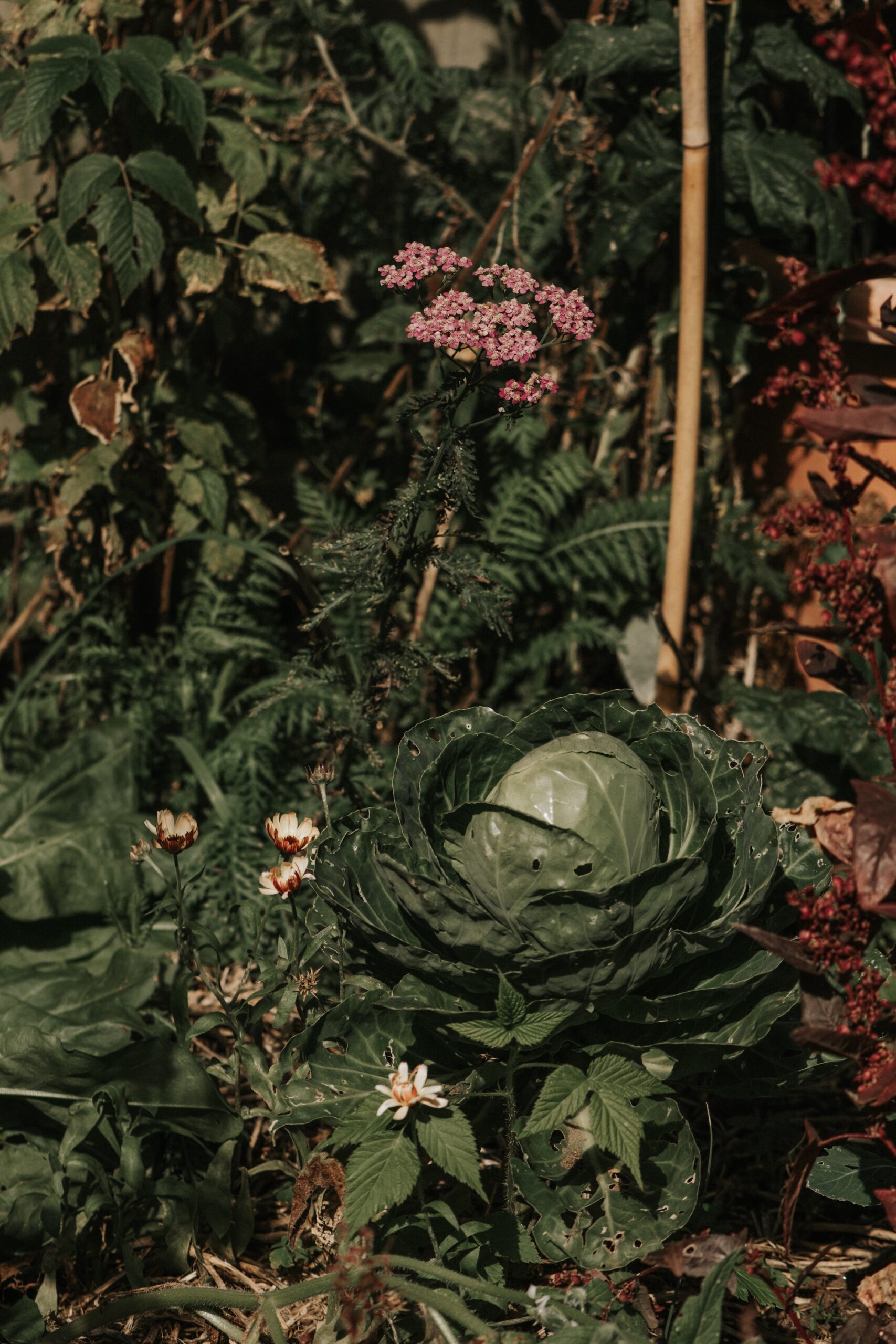 Flowers and plants growing densely in a cottage-style garden