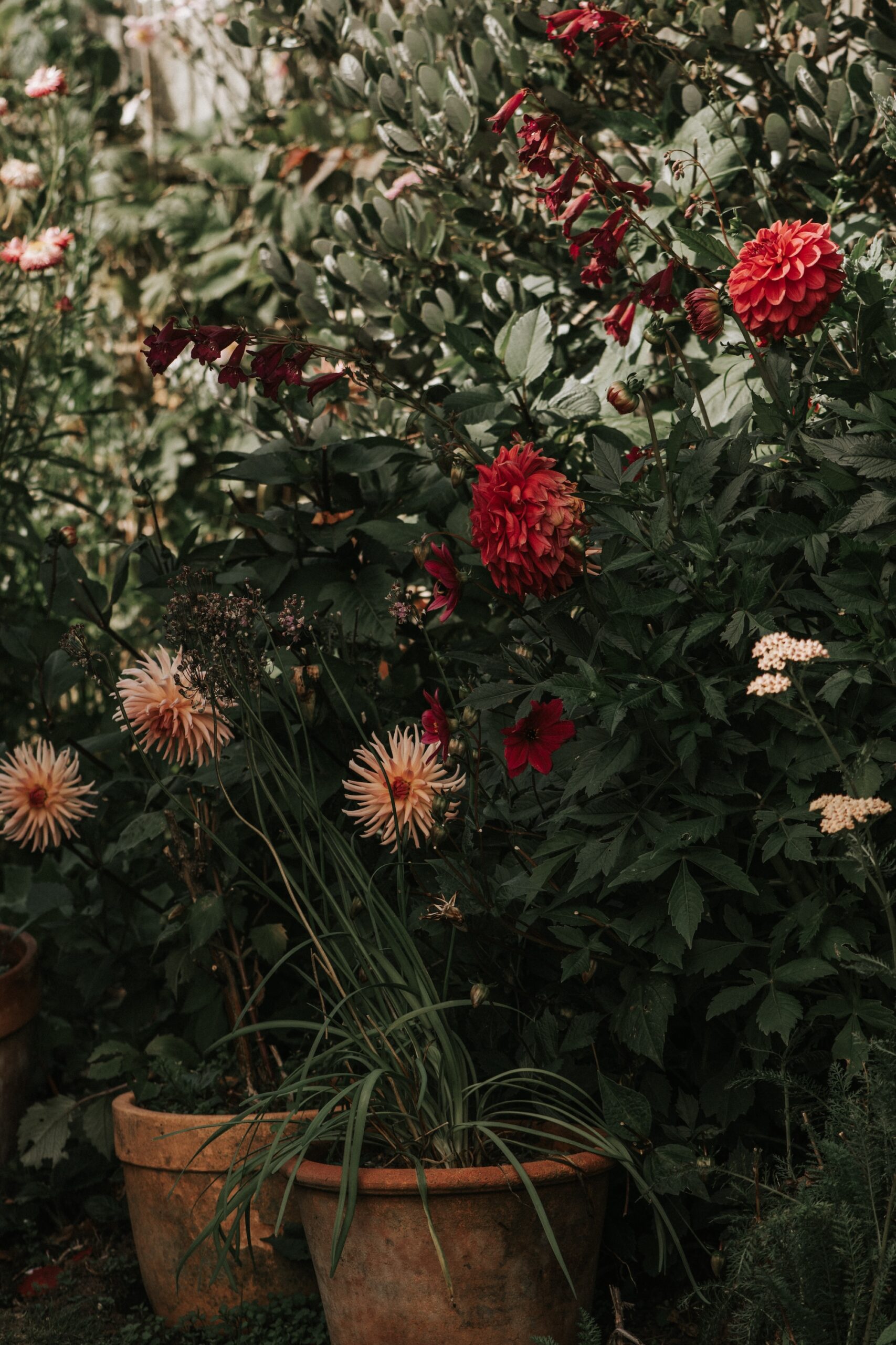  Violet Faigan's shaded garden bed with rich red dahlias, dark green foliage and terracotta pot plants