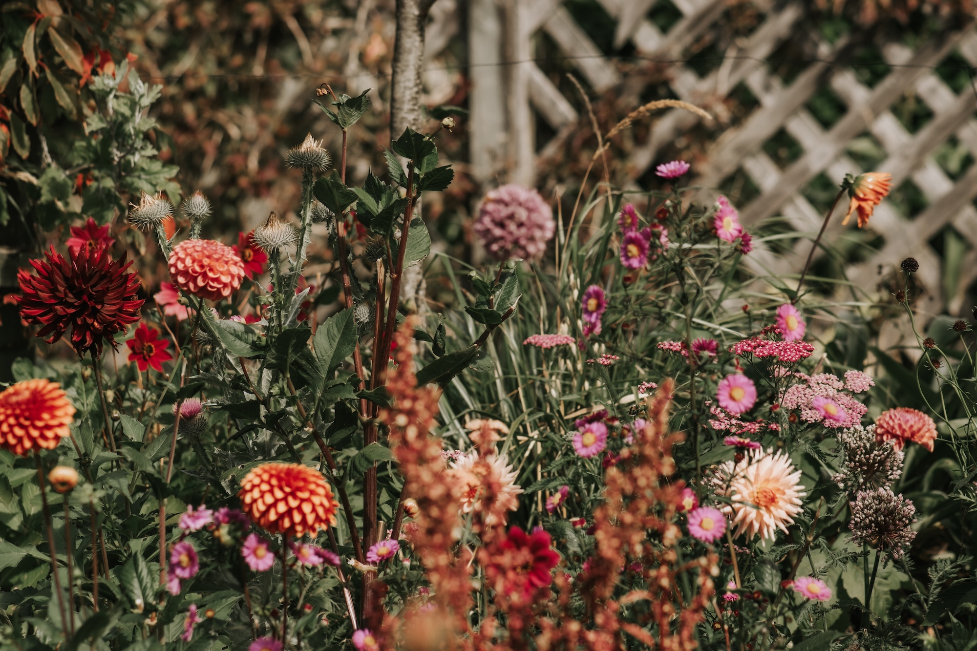 x Striking red and orange dahlias in a mature, densely planted garden bed
