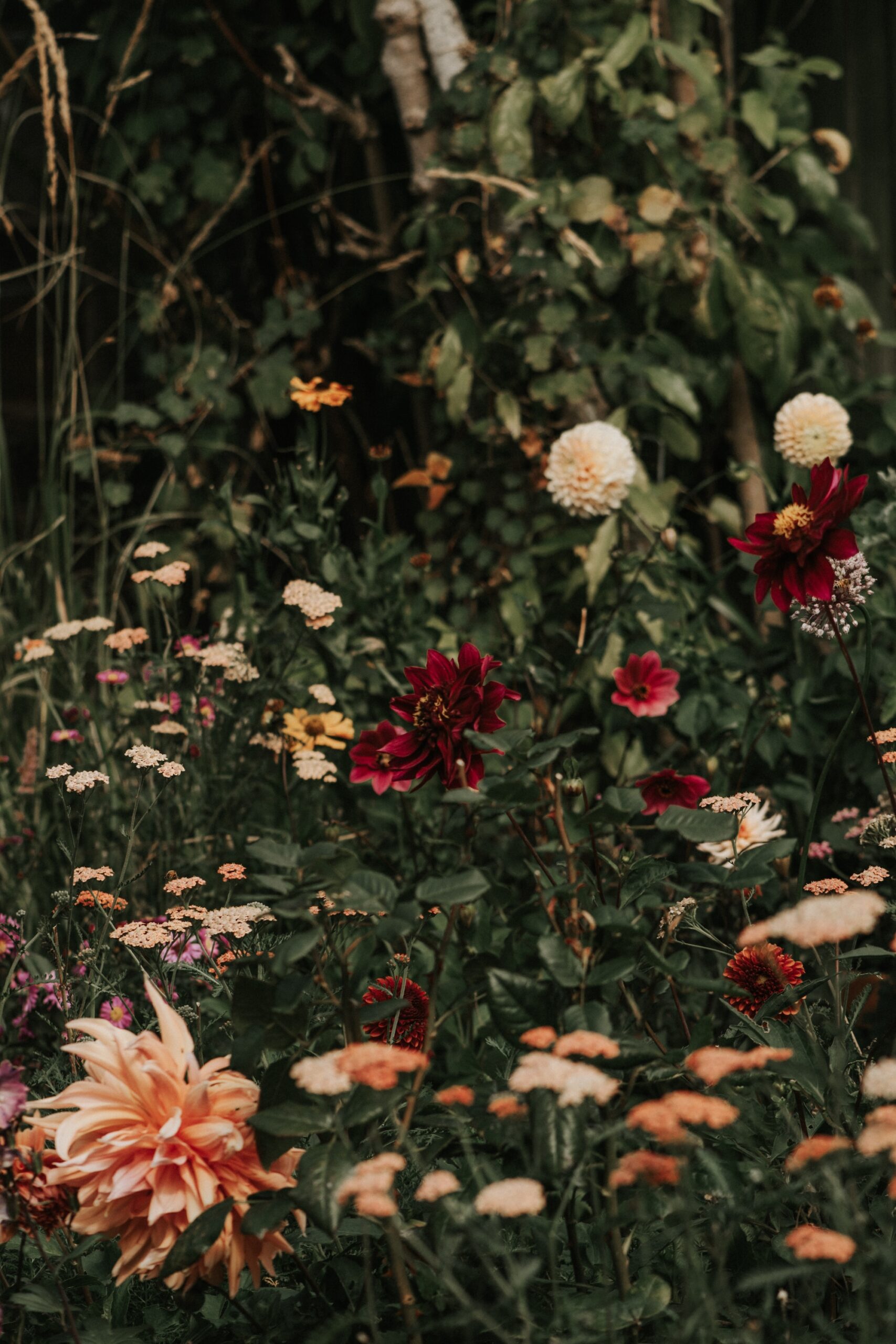 Moody dahlia garden featuring deep red and cream flowers among dense foliage