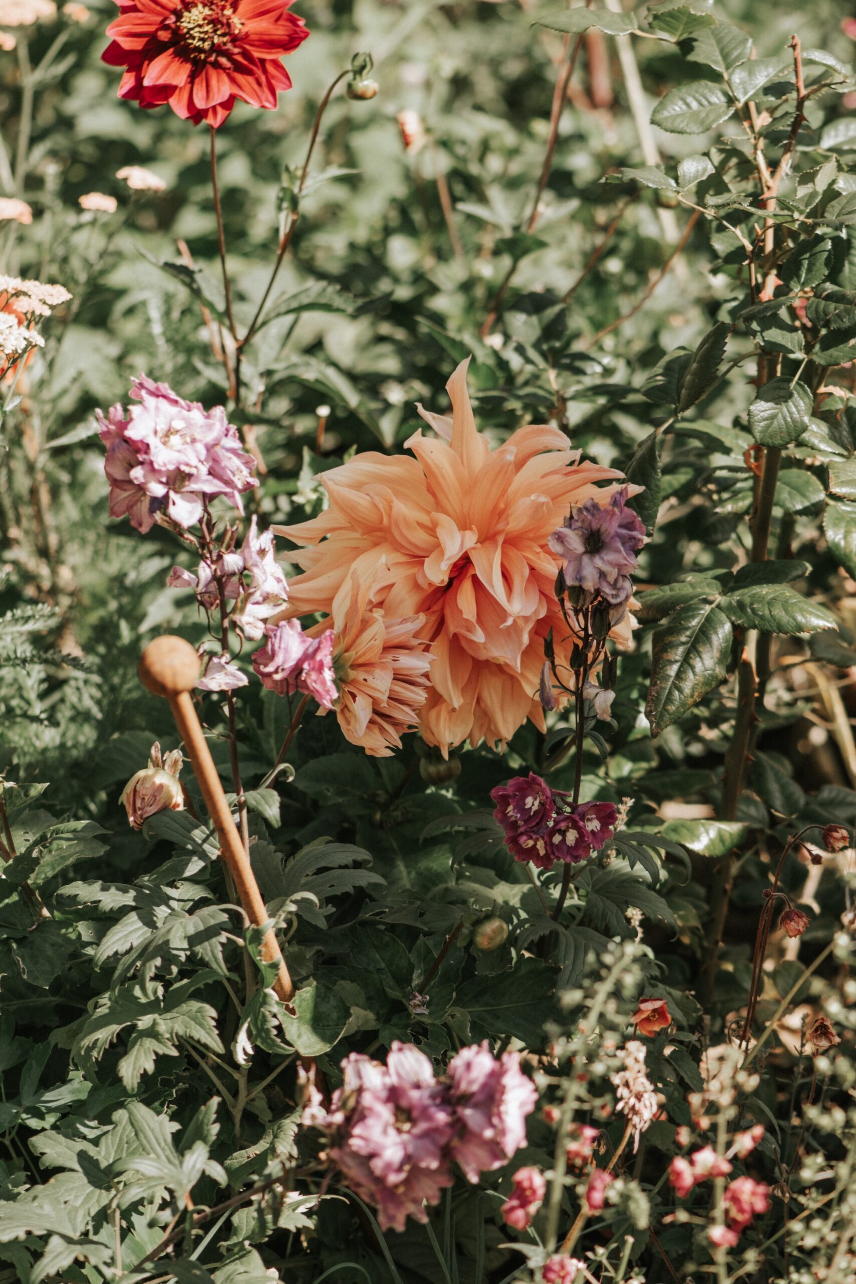 Close-up of a peach-toned dahlia among tall green foliage