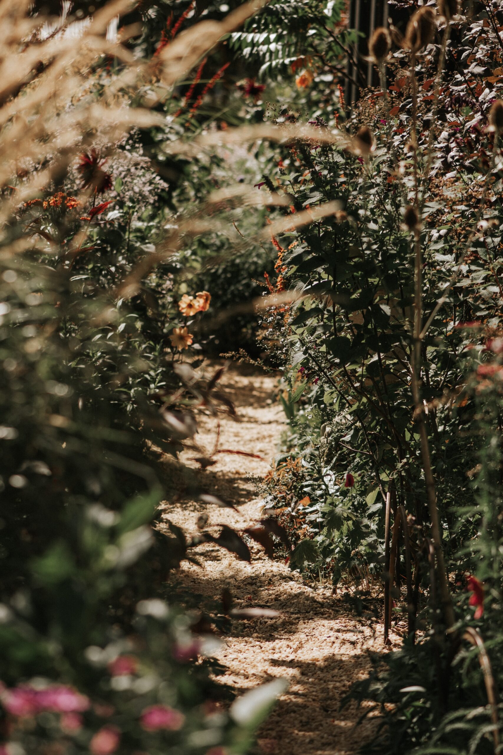 Shaded path weaving through tall flowering plants and natural foliage.