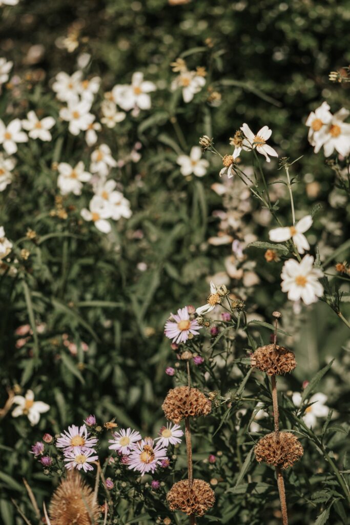 White flowering shrub surrounded by dense green foliage in a mature garden.