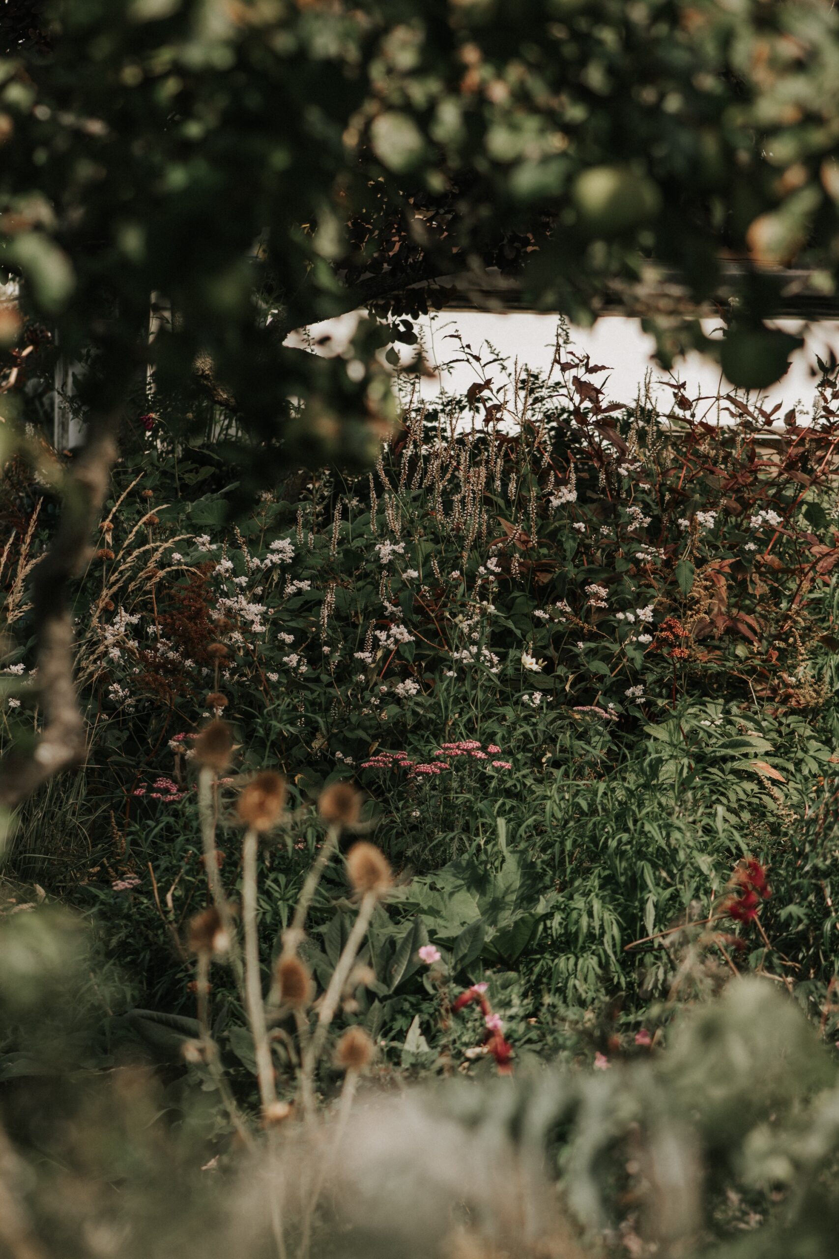  Dark, heavily planted garden section with drying seed heads and textured greenery.