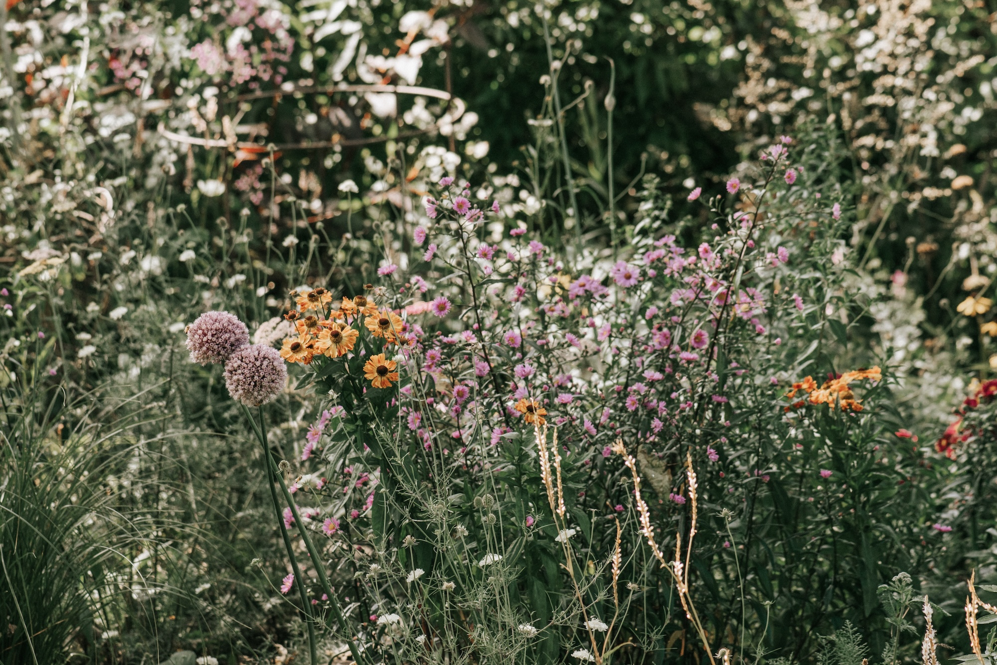 Soft pink and peach-toned flowers growing in a lush cottage garden.