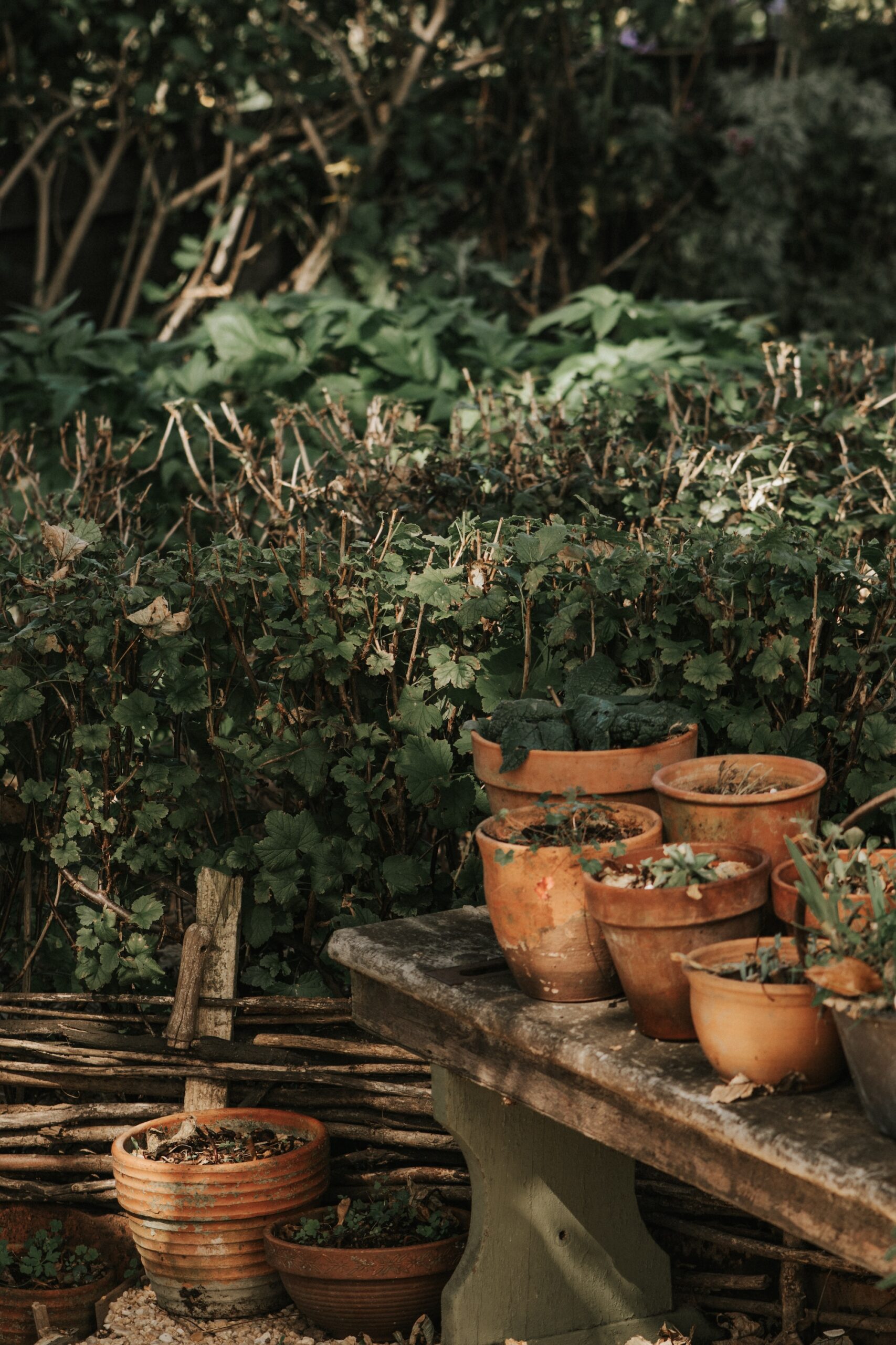Group of terracotta plant pots arranged among dense green garden foliage.