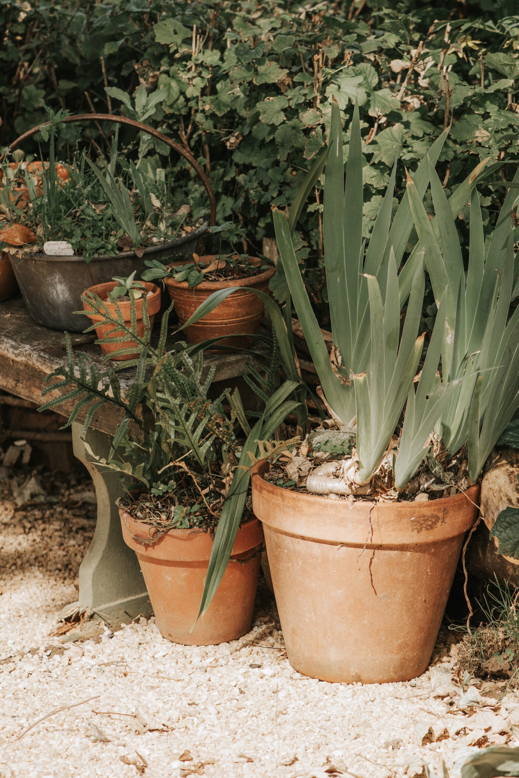 Collection of terracotta pots filled with seasonal leafy plants in a sheltered garden spot