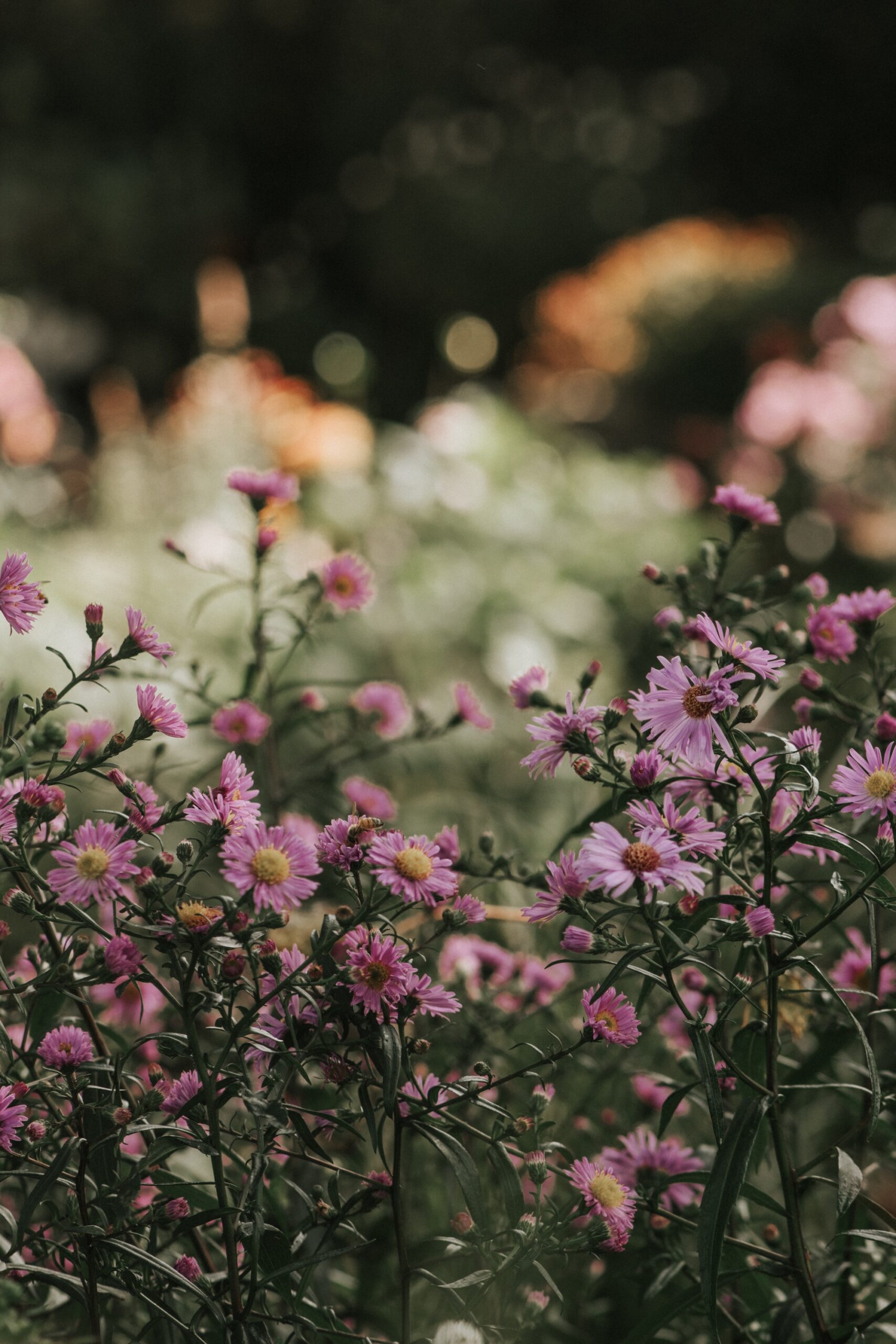 Soft purple meadow-like flowers growing in a naturalistic garden setting - Violet Faigan's garden