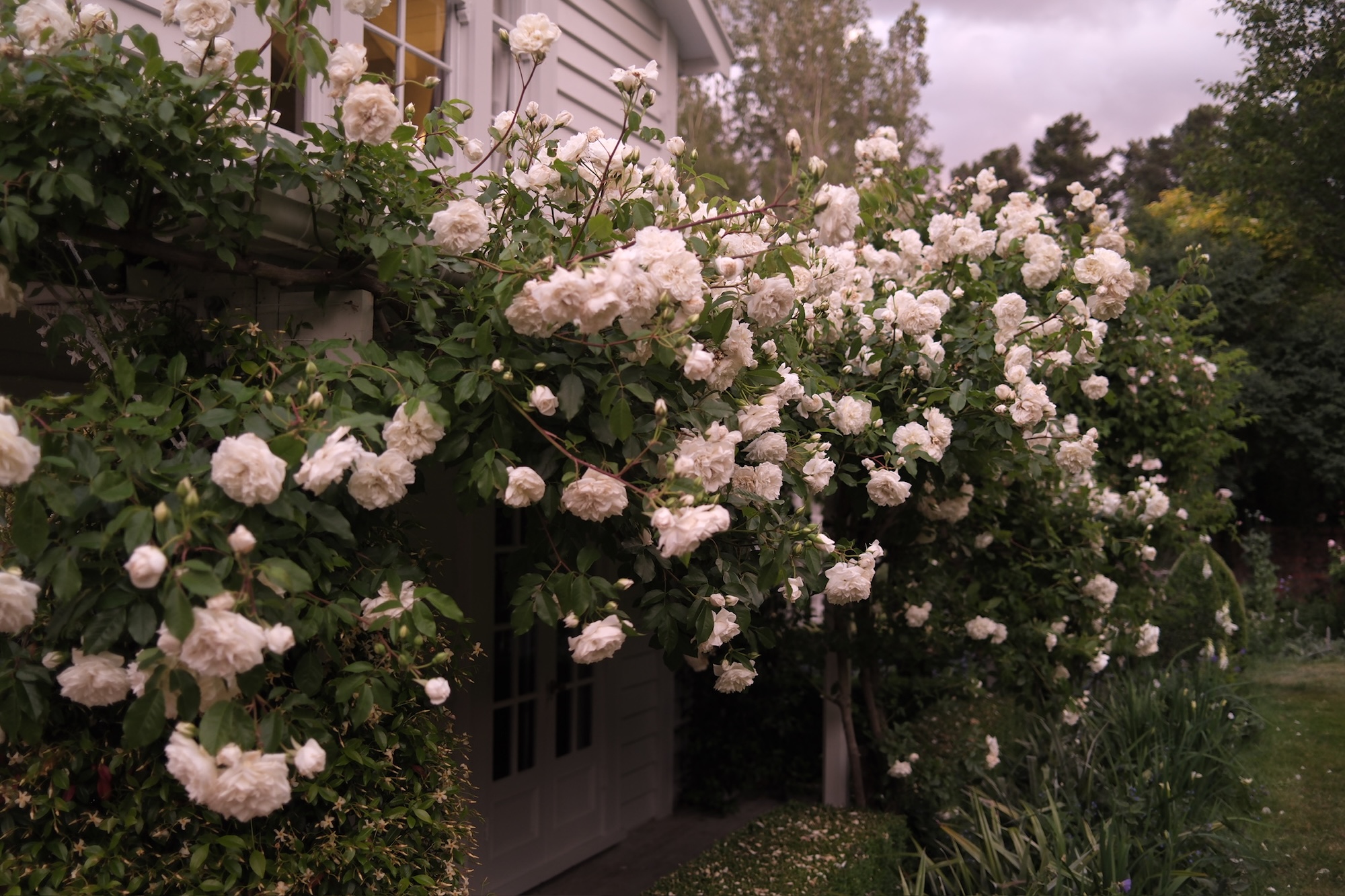 House veranda covered in abundant white climbing roses