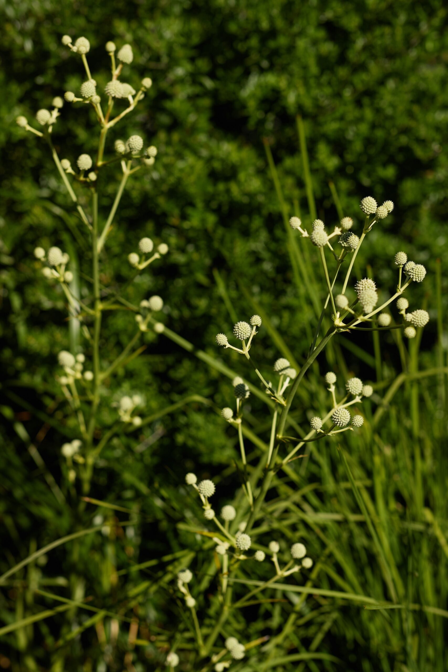 x Delicate white blooms selected by Jala for seasonal detail.