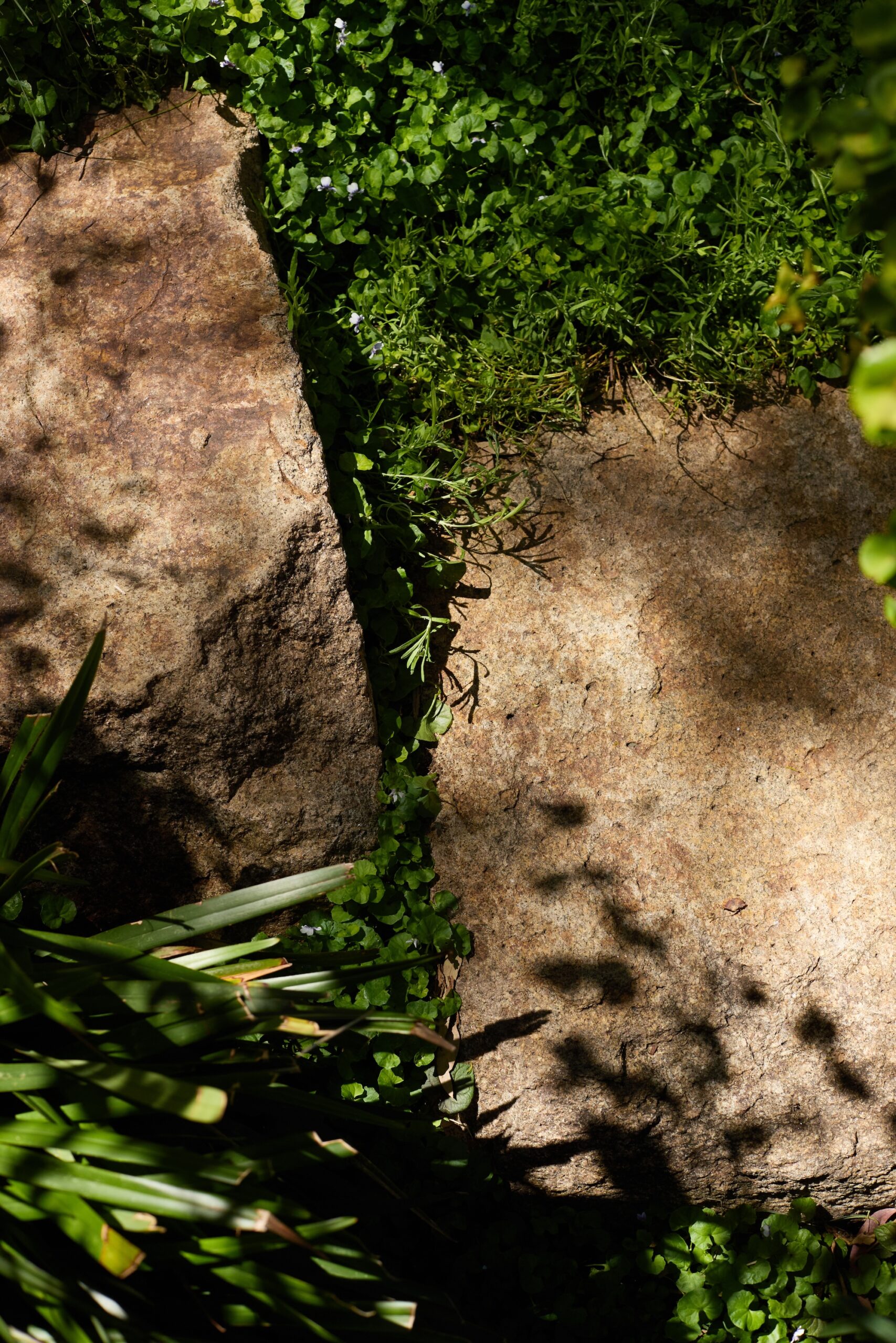 x Stone path and greenery curated by Jala.