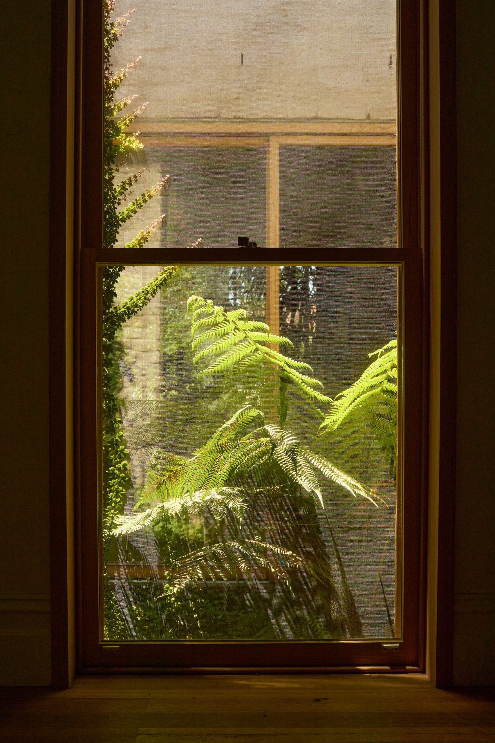 x Soft fern planting designed by Jala to frame interior garden views.
