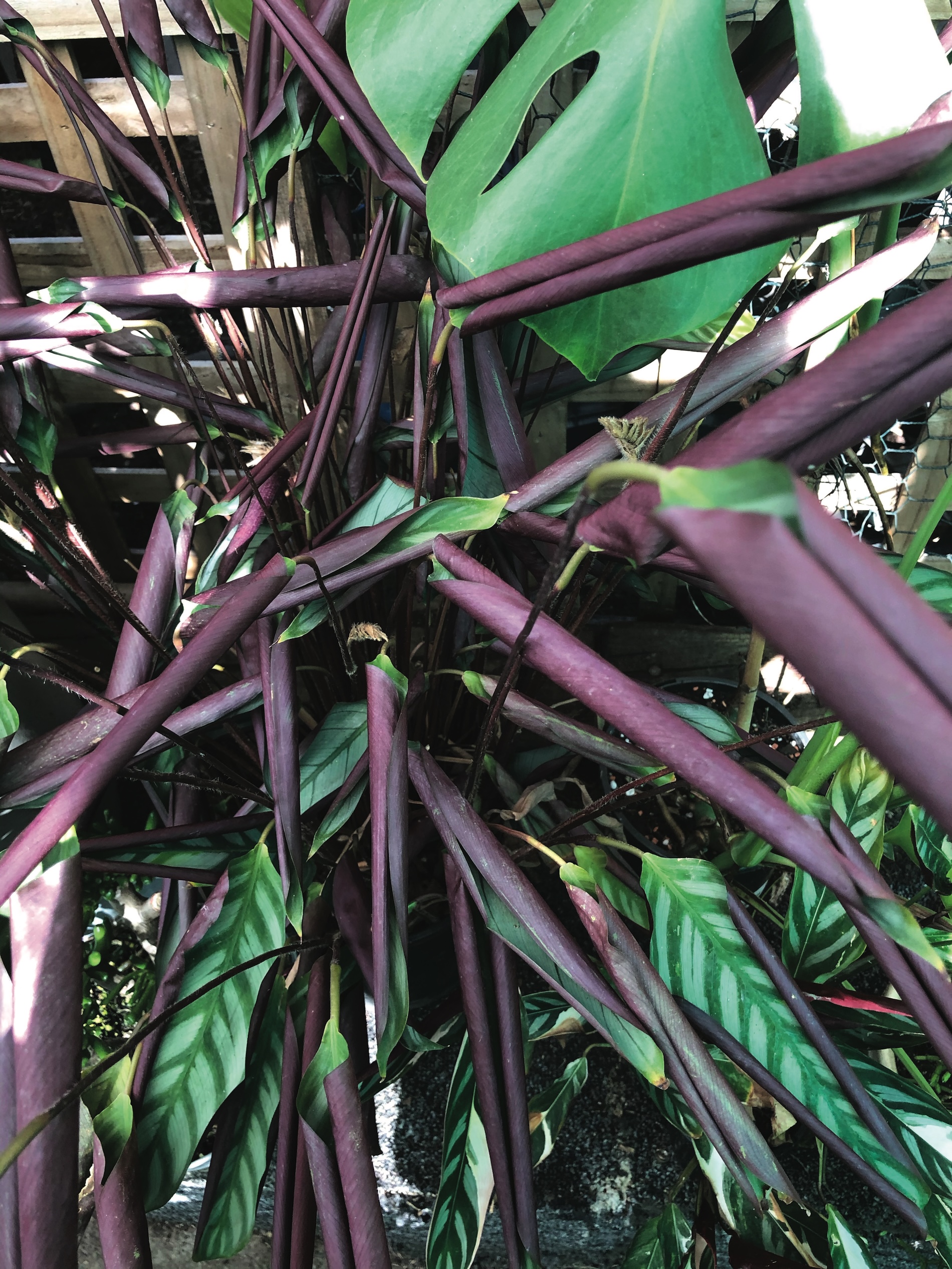 Leaves starting to curl on house plant - Tammy Hunyh (The Plant Book)