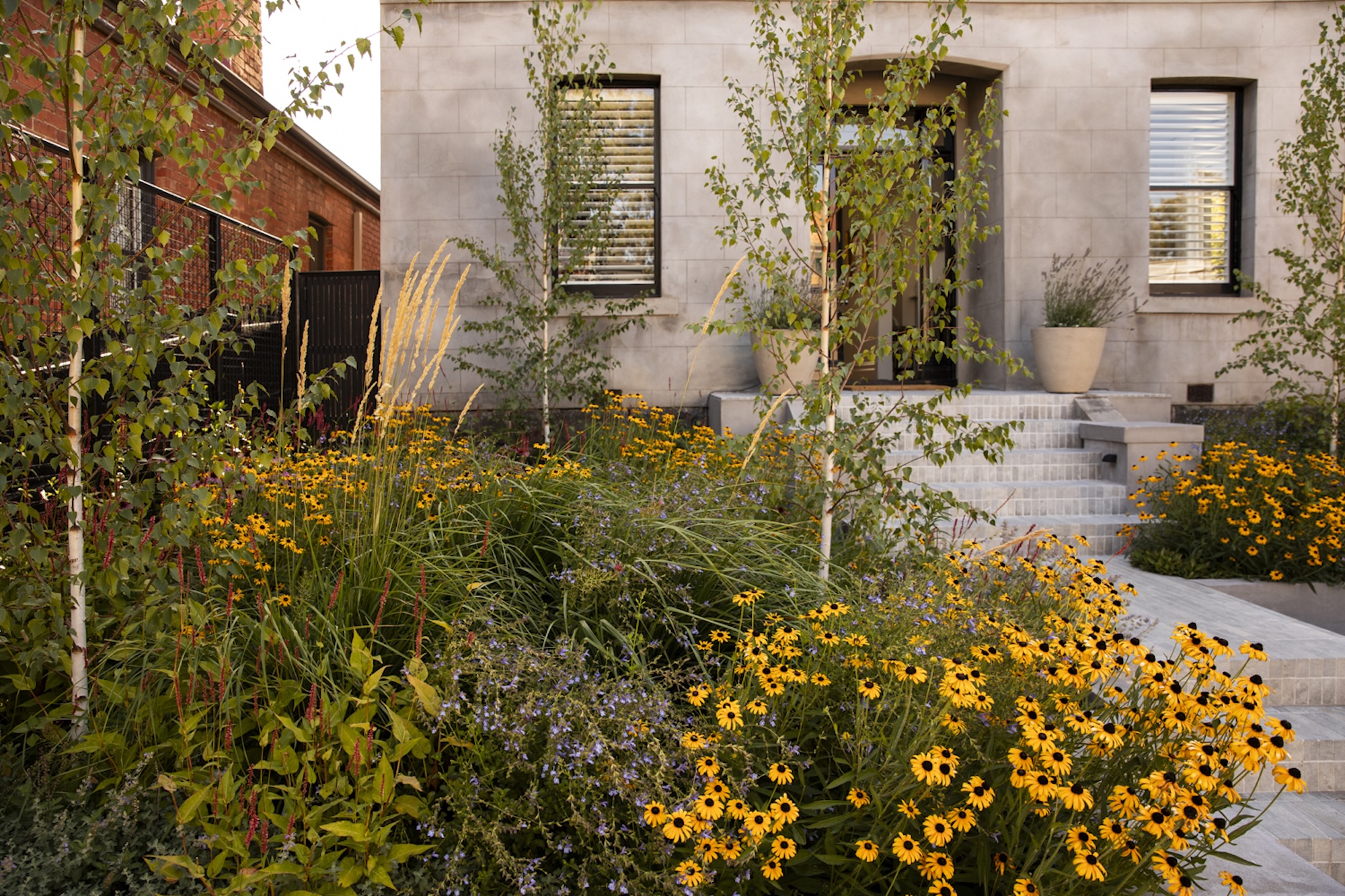 Layered perennials and structured beds in Prahran, Melbourne by Saint Remy.