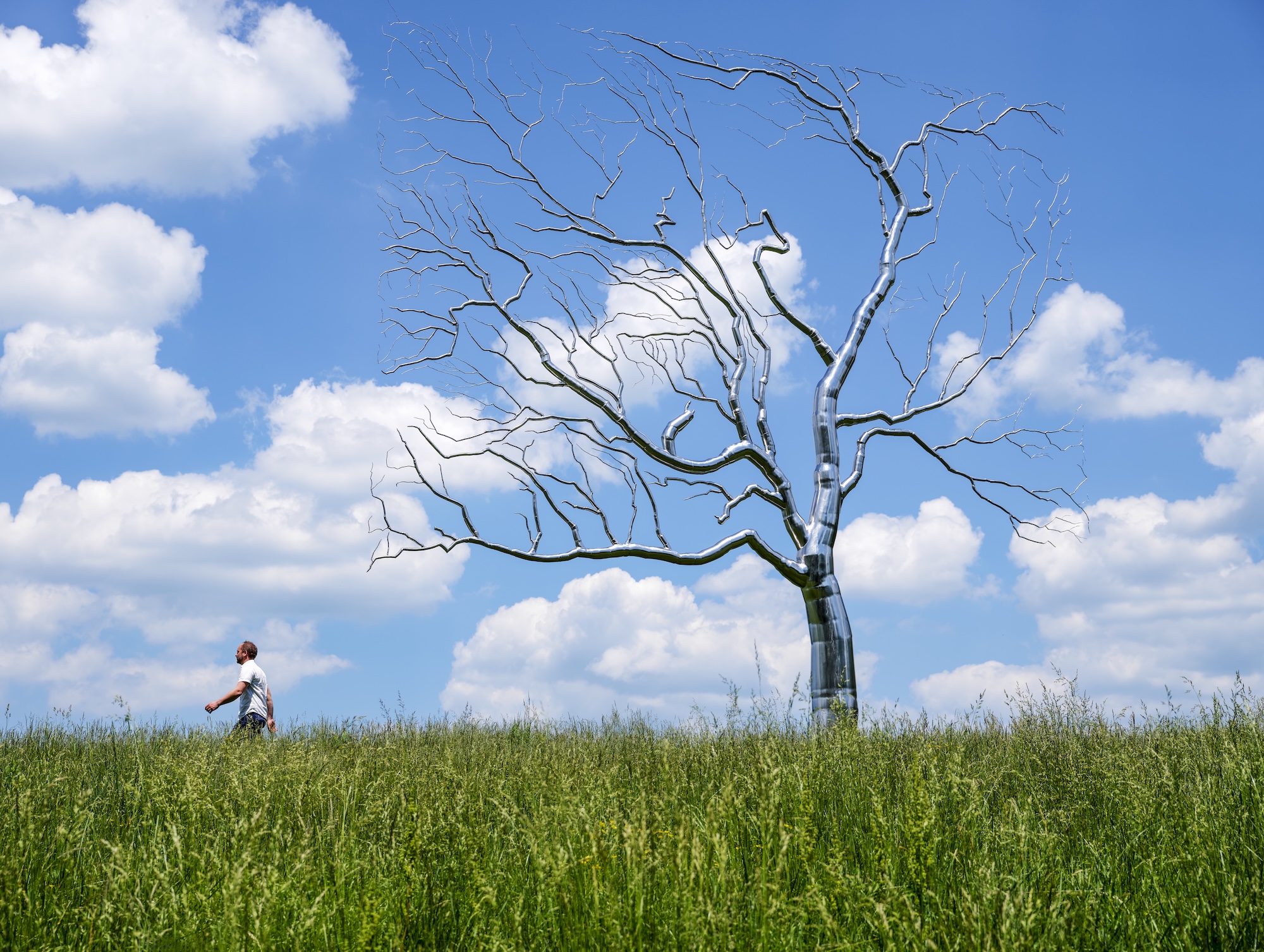 Solitary tree within meadow planting at Rowdy Meadows, Ohio