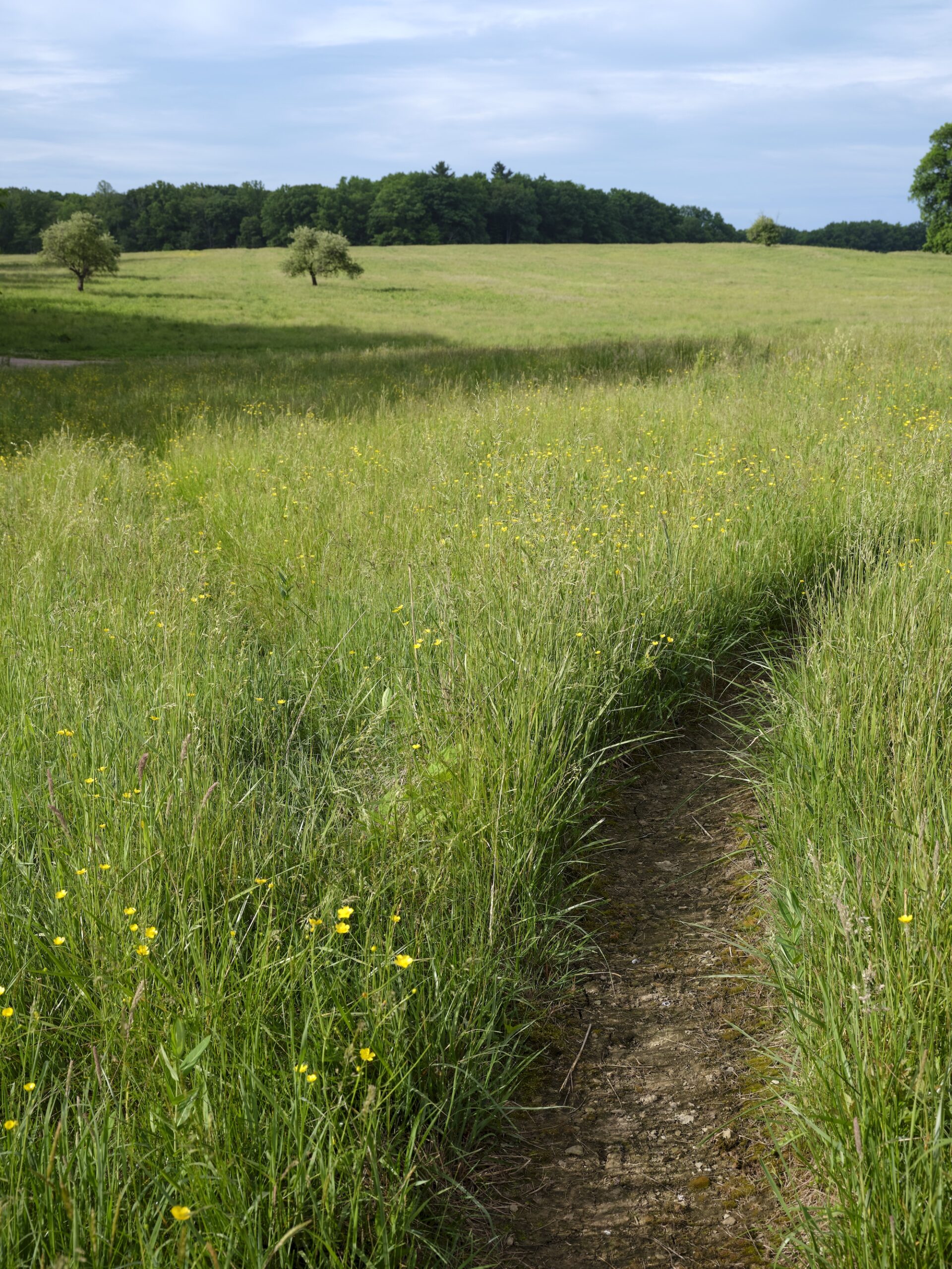 Narrow mown path cutting through meadow at Rowdy Meadows, Ohio
