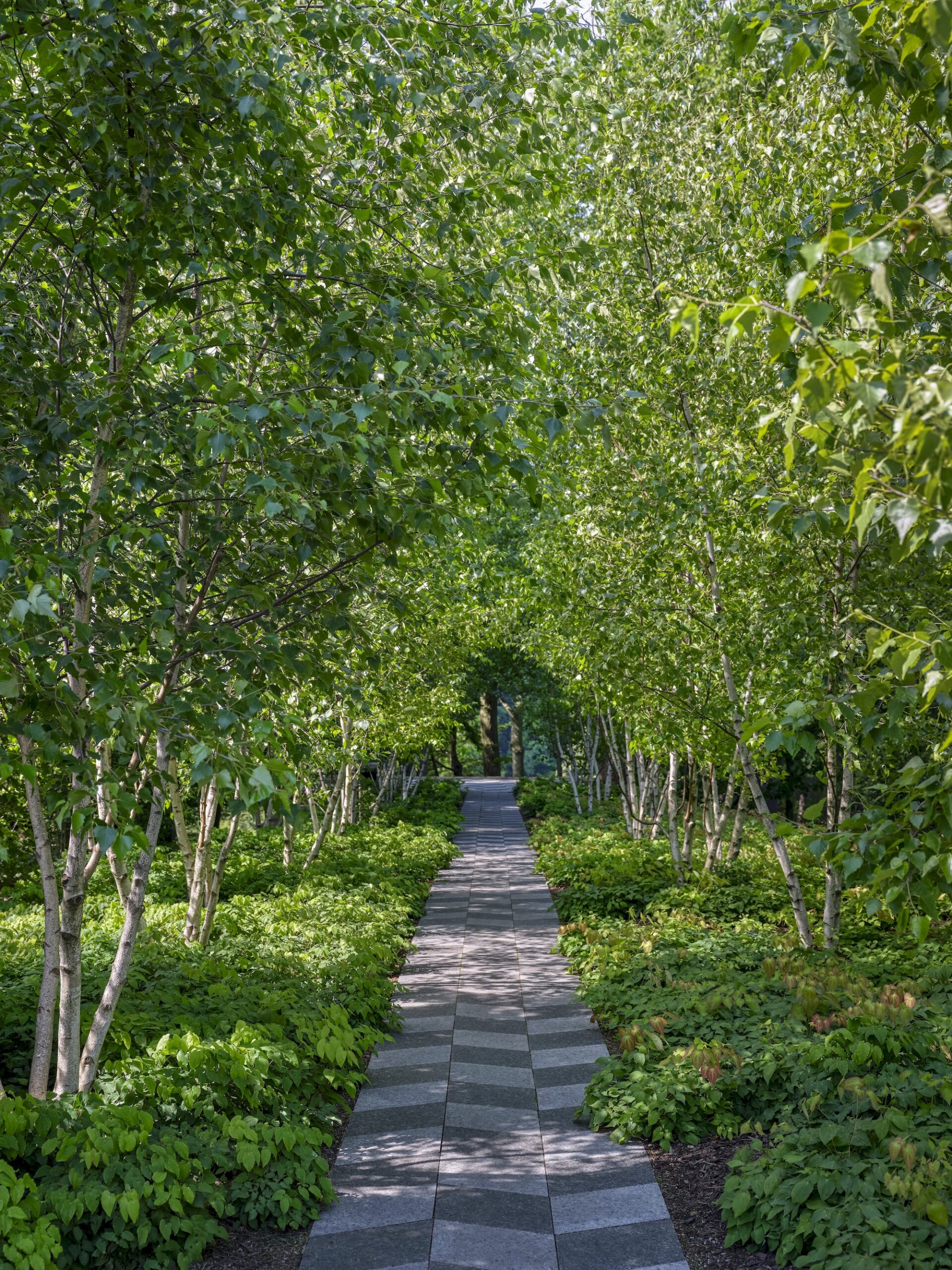 Shaded pathway through birch trees at Rowdy Meadows, Ohio, by Reed Hilderbrand
