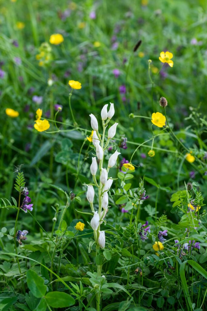 Cephalanthera damasonium (white helleborine)