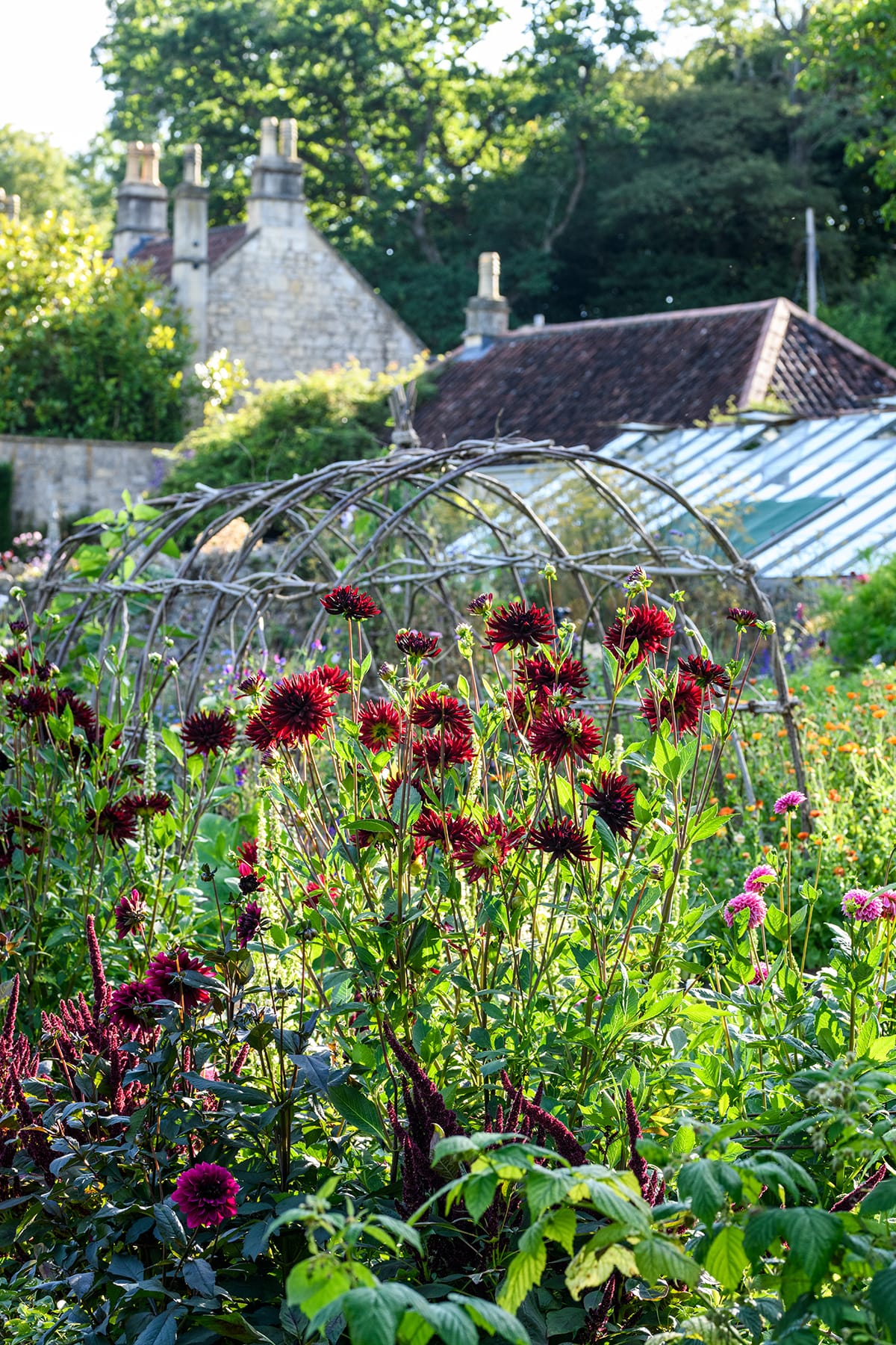 Informal mix of Dahlias and flowering perennials at Caisson Gardens, Bath