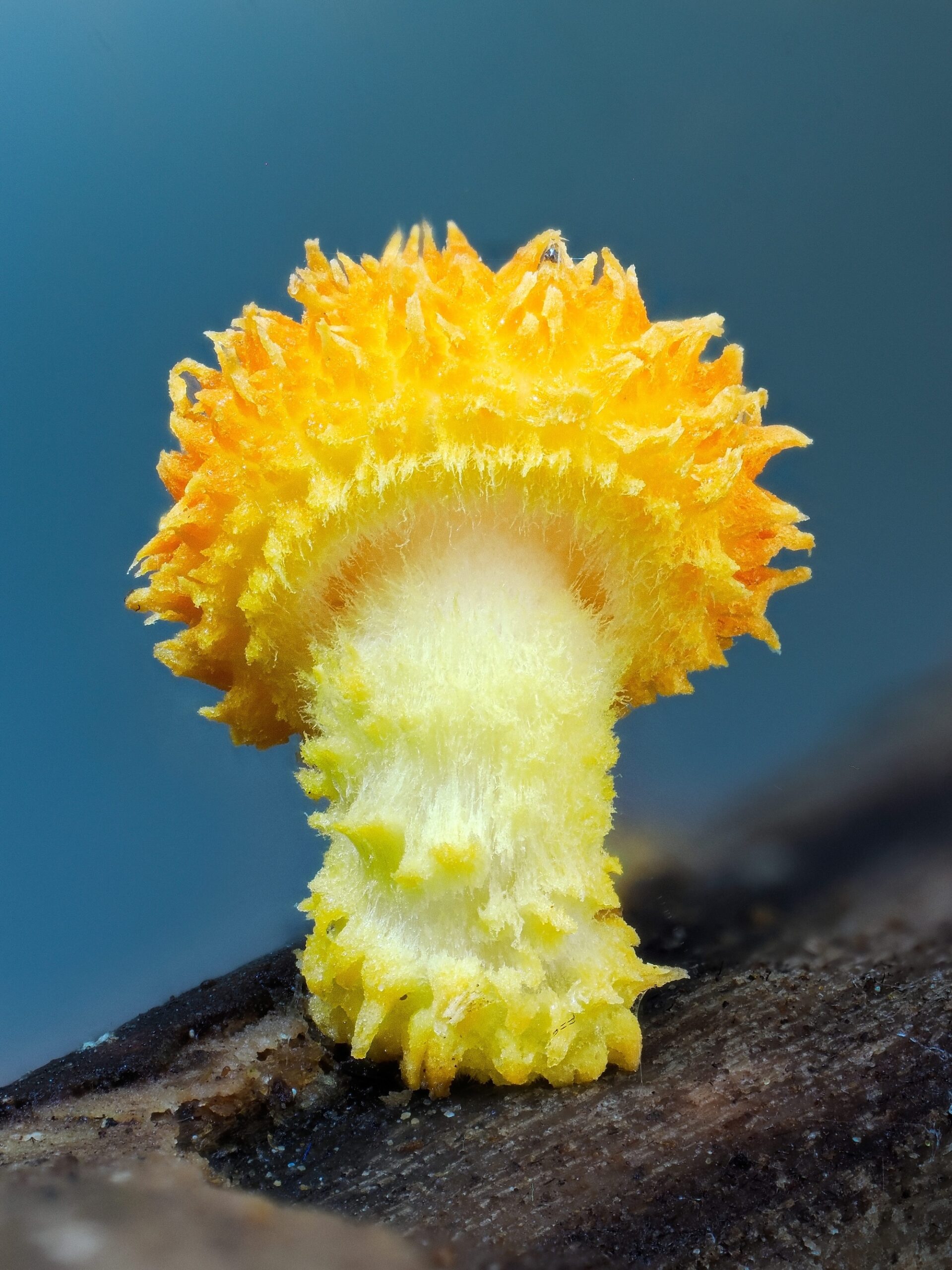 Close up image of yellow textured fungi