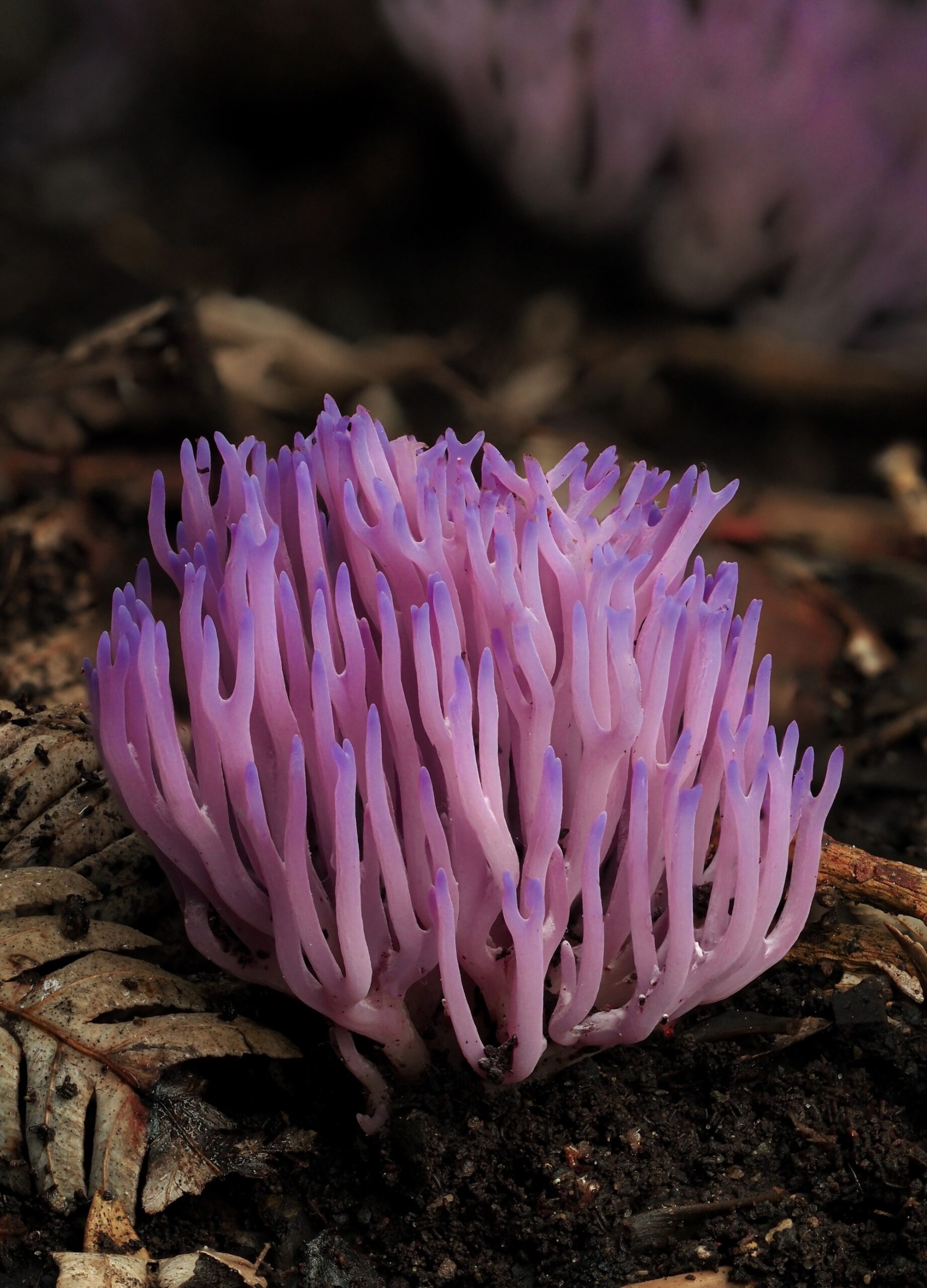 Close up image of purple textured fungi