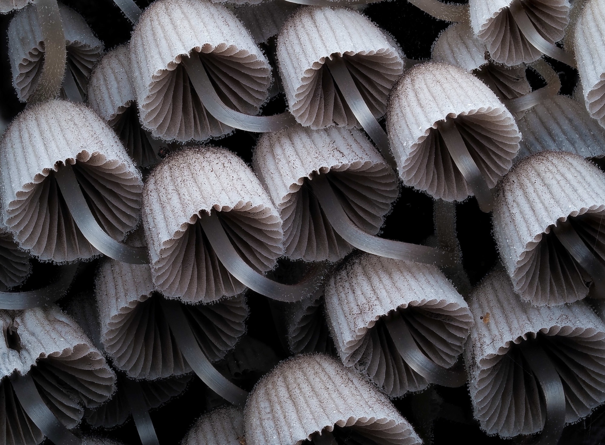 Close up cluster of grey fungi