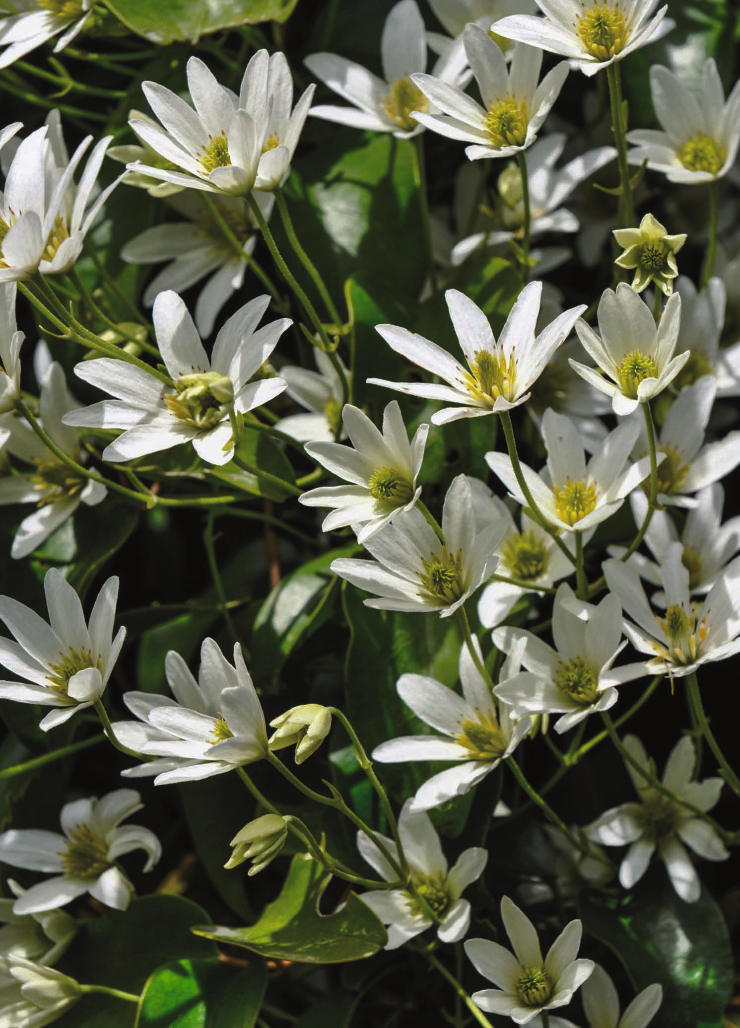 Flowering Clematis. The spring-flowering Clematis has shallow roots and therefore likes a cool root run, so stones on the surface of the soil will help this climber significantly, as it can be very temperamental. 