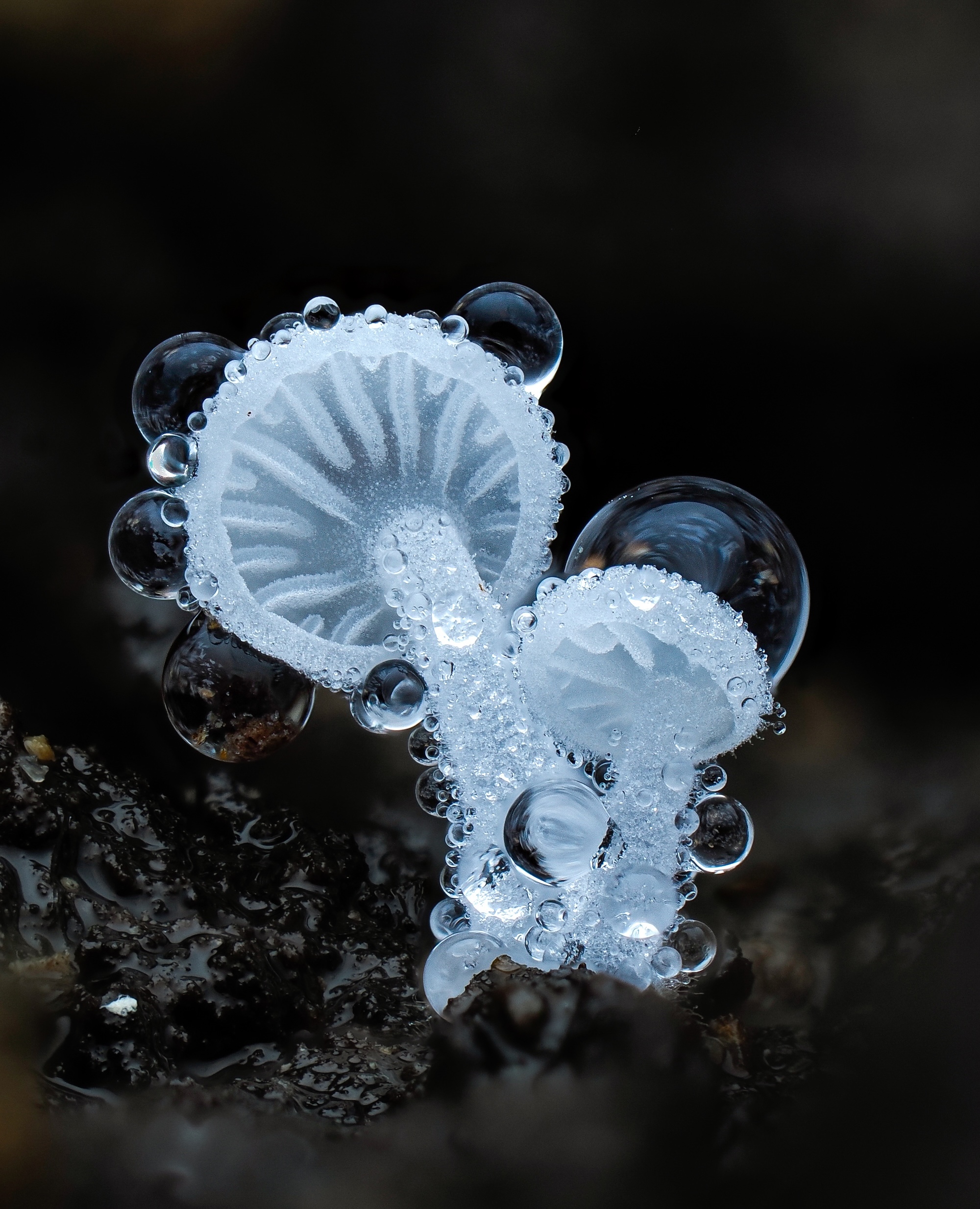 Close up unique fungi