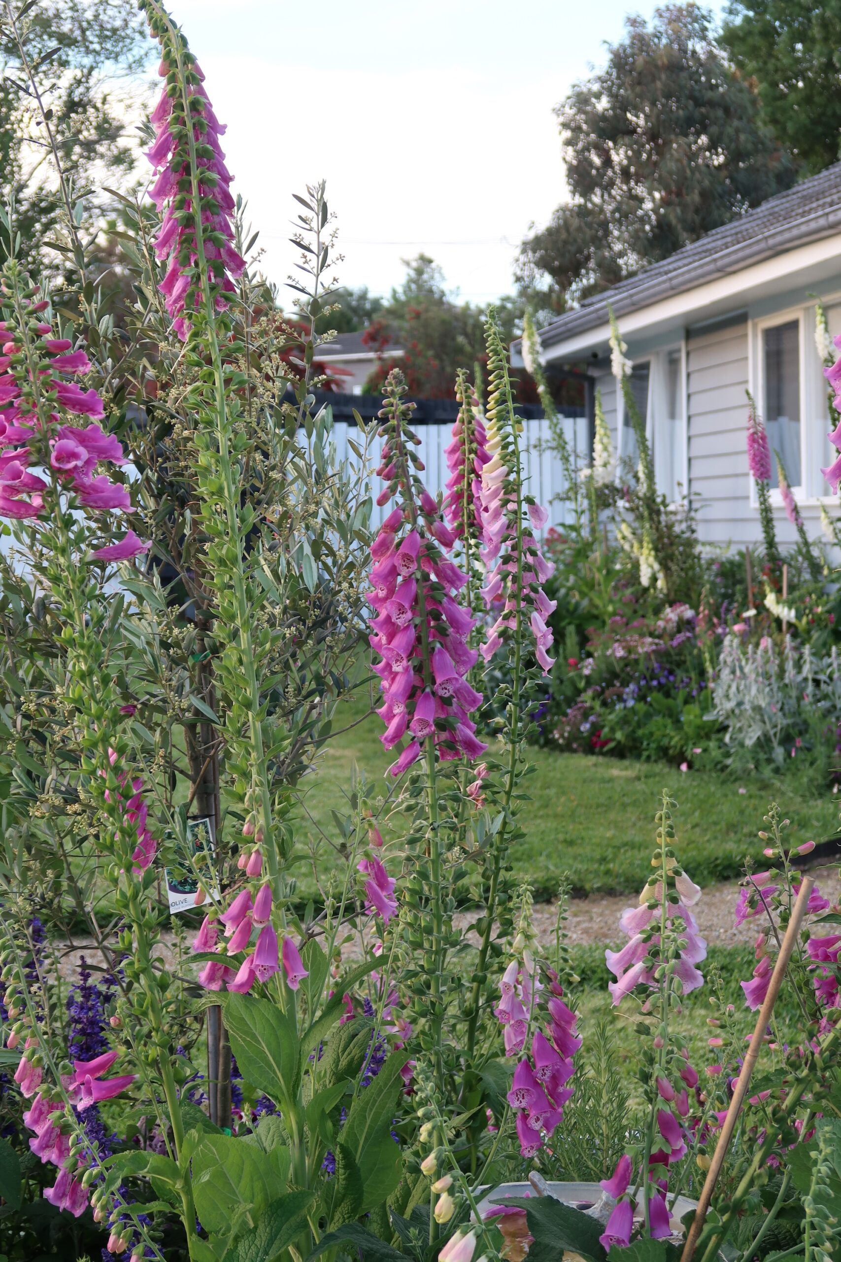 Layered cottage garden beds with asters, petunias and mixed blooms in Lilydale Cottage Garden, Yarra Valley