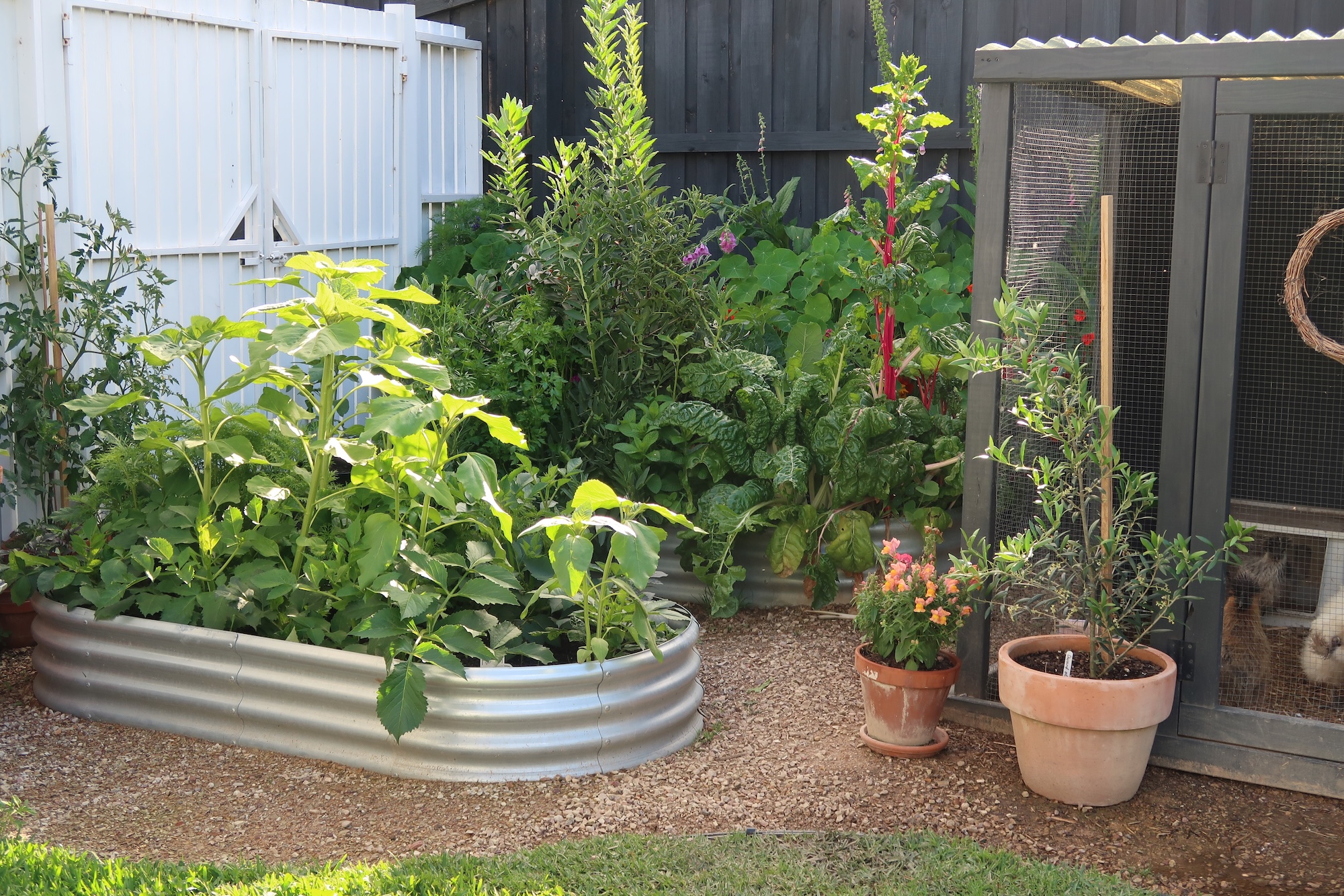 Productive raised garden bed filled with vegetables and greenery in Lilydale Cottage Garden, Yarra Valley Australia