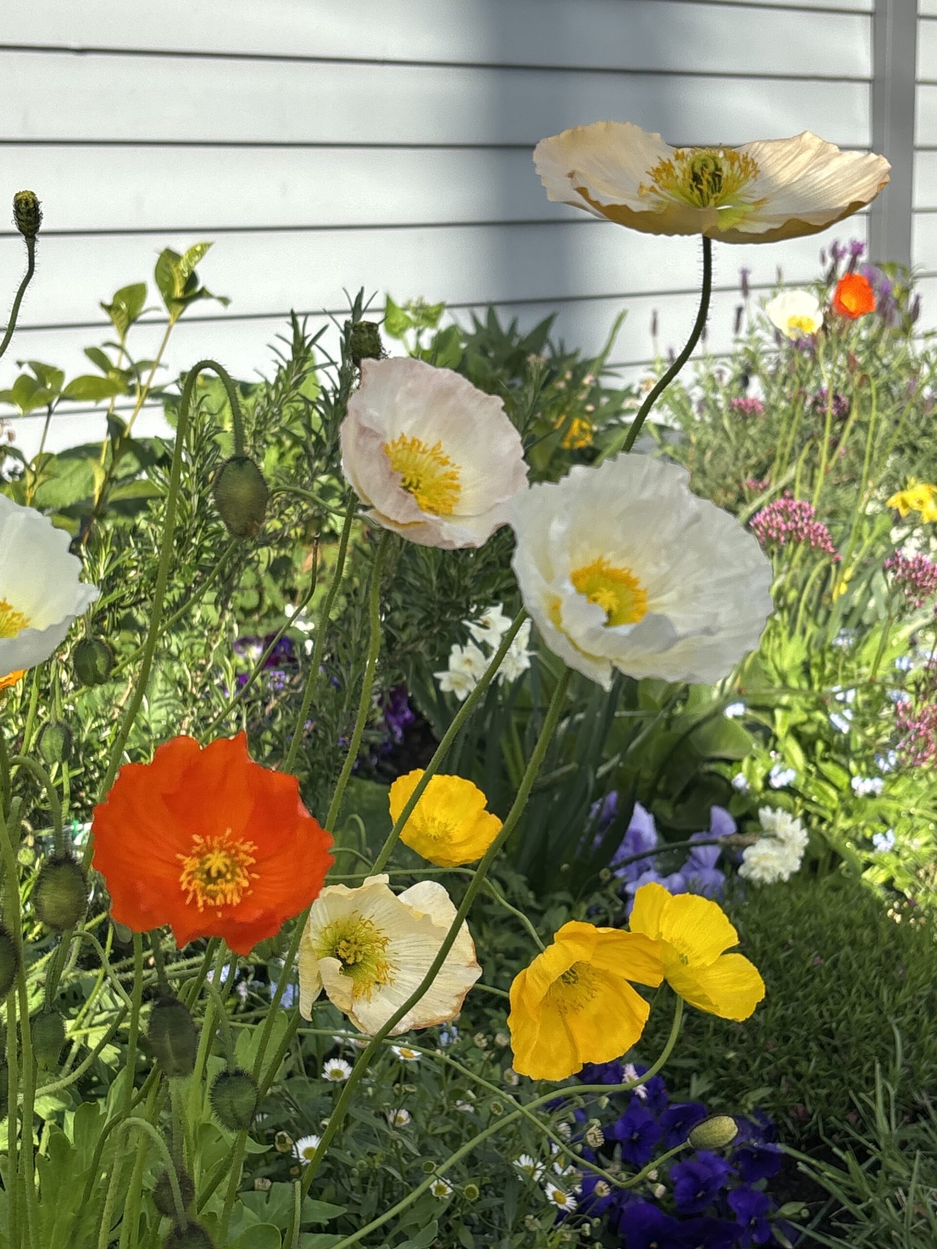 Colourful poppies, violas and mixed cottage flowers thriving in Lilydale Cottage Garden, Yarra Valley