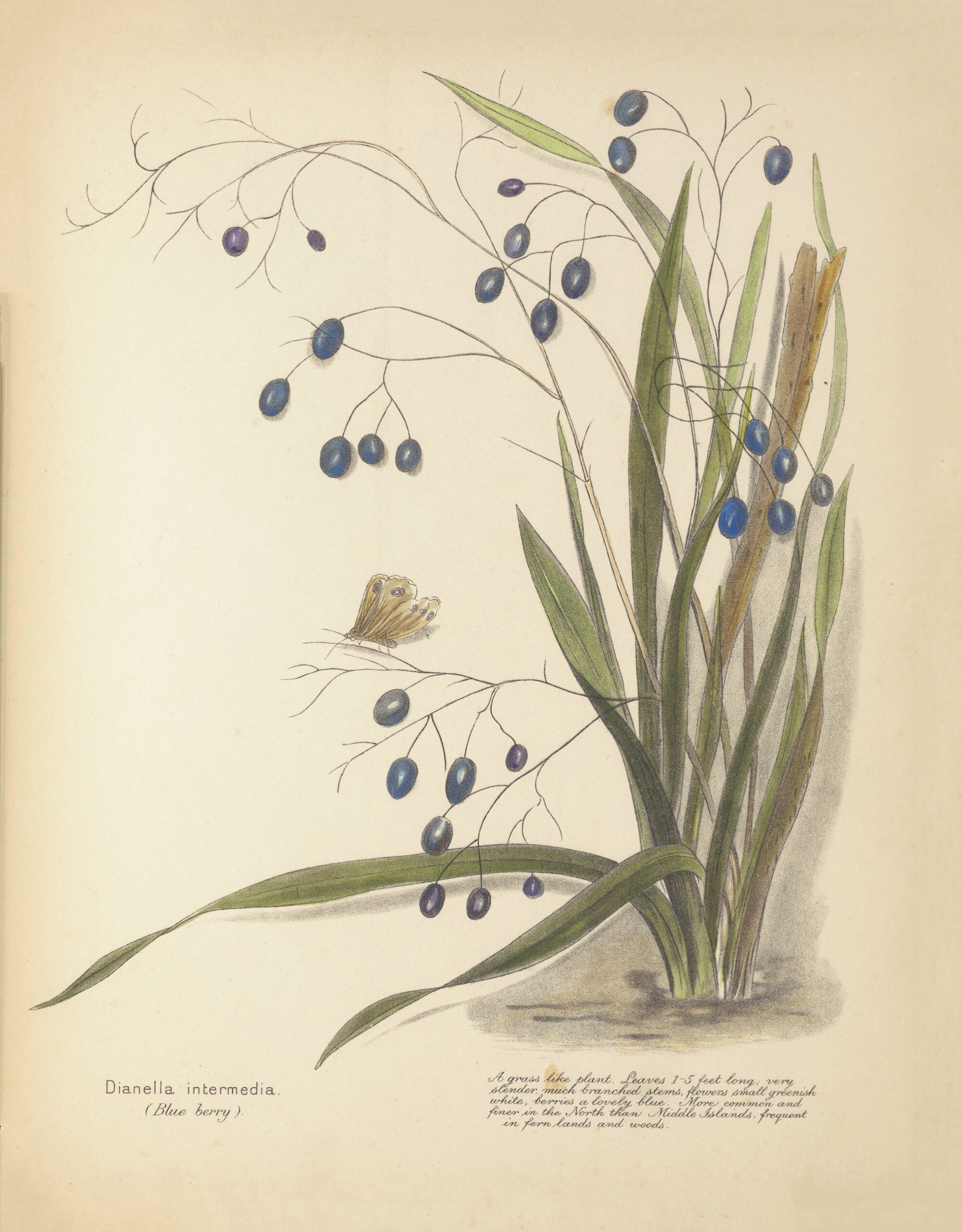 Dianella intermedia (blue berry) illustration from Aotearoa in bloom book