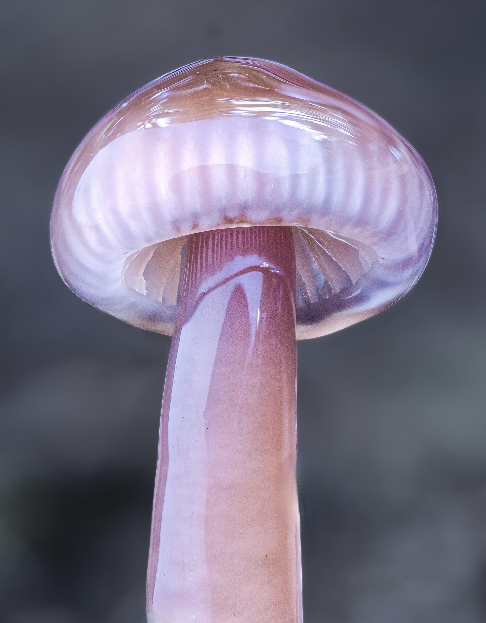 Close up of pink glossy unique fungi