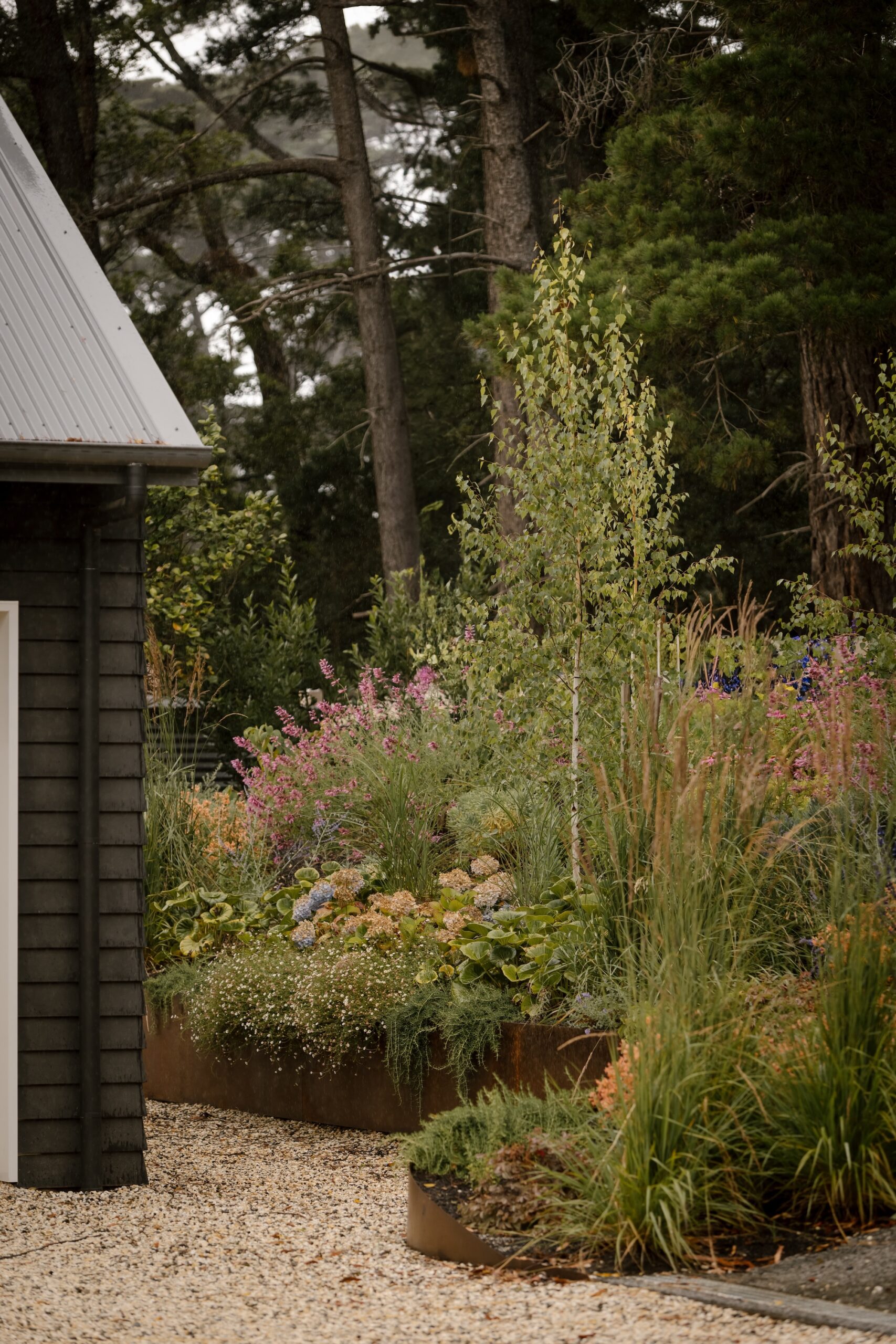 A silver birch acts as a central pillar, providing height among a mix of textural plants in Red Hill Cottage by Ashley James
