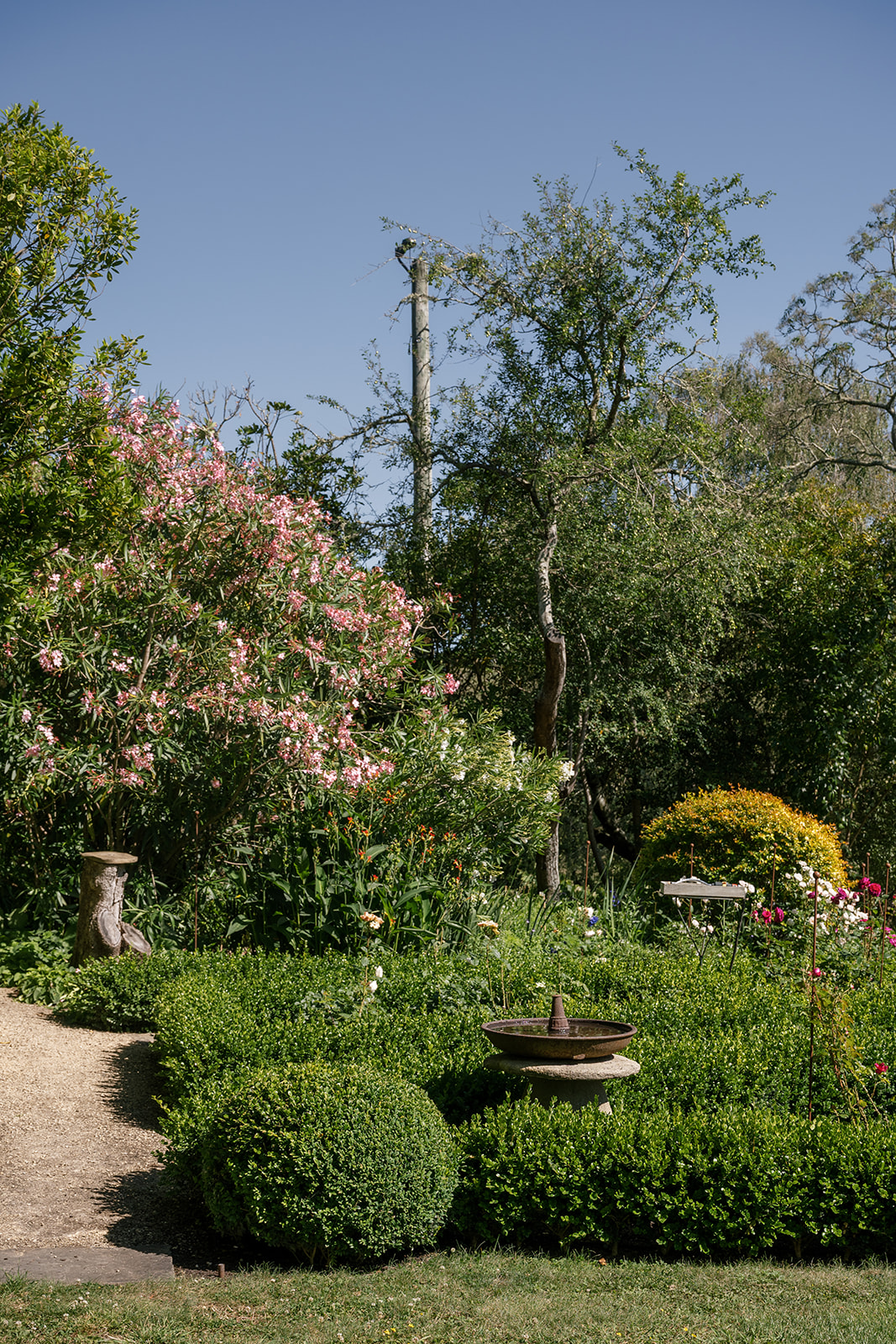 Long runs of Buxus ‘Green Gem’ border the garden beds throughout the property