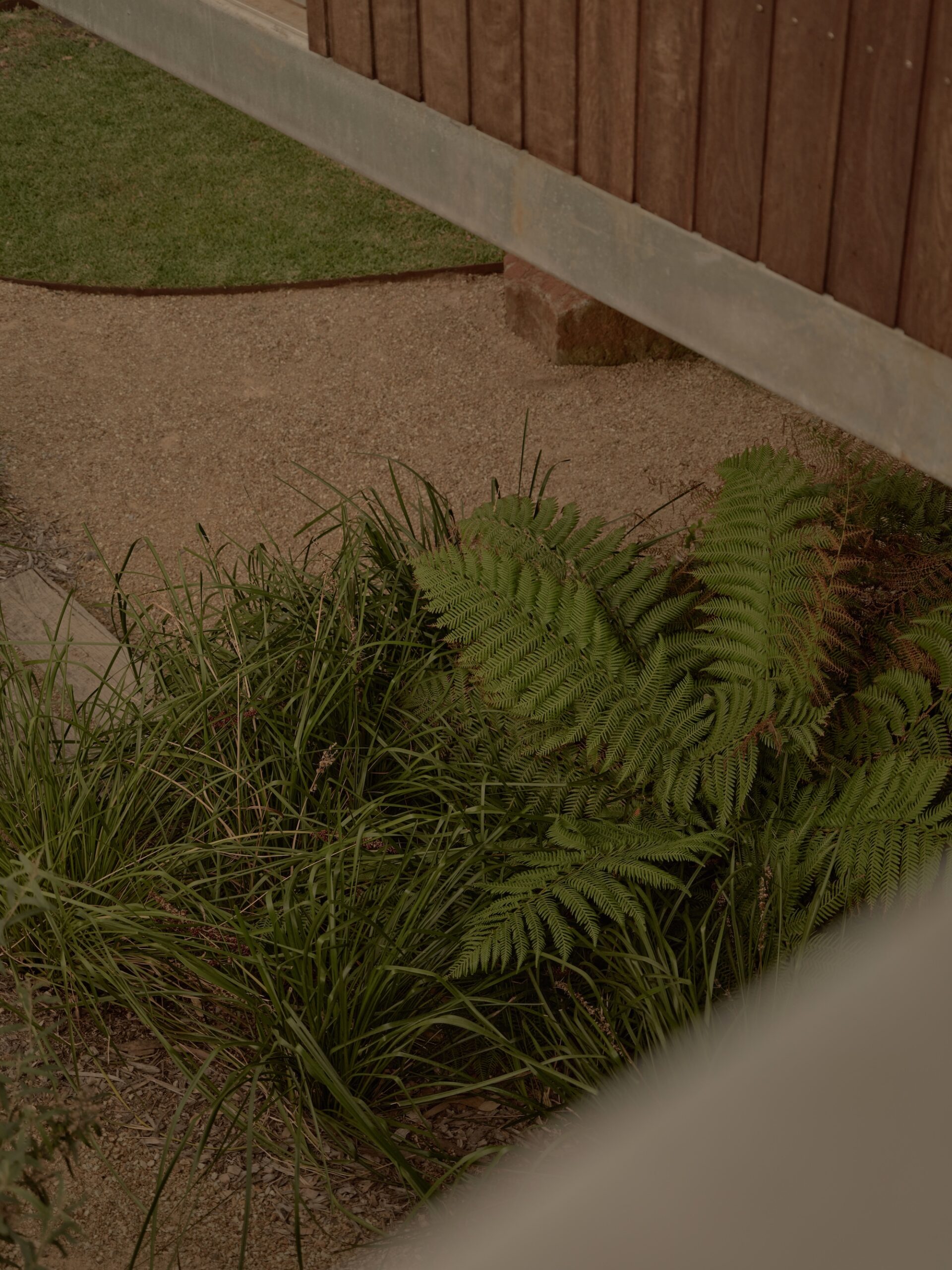 Dicksonia antarctica - Soft tree fern + Lomandra longifolia - Spiny Mat Rush x