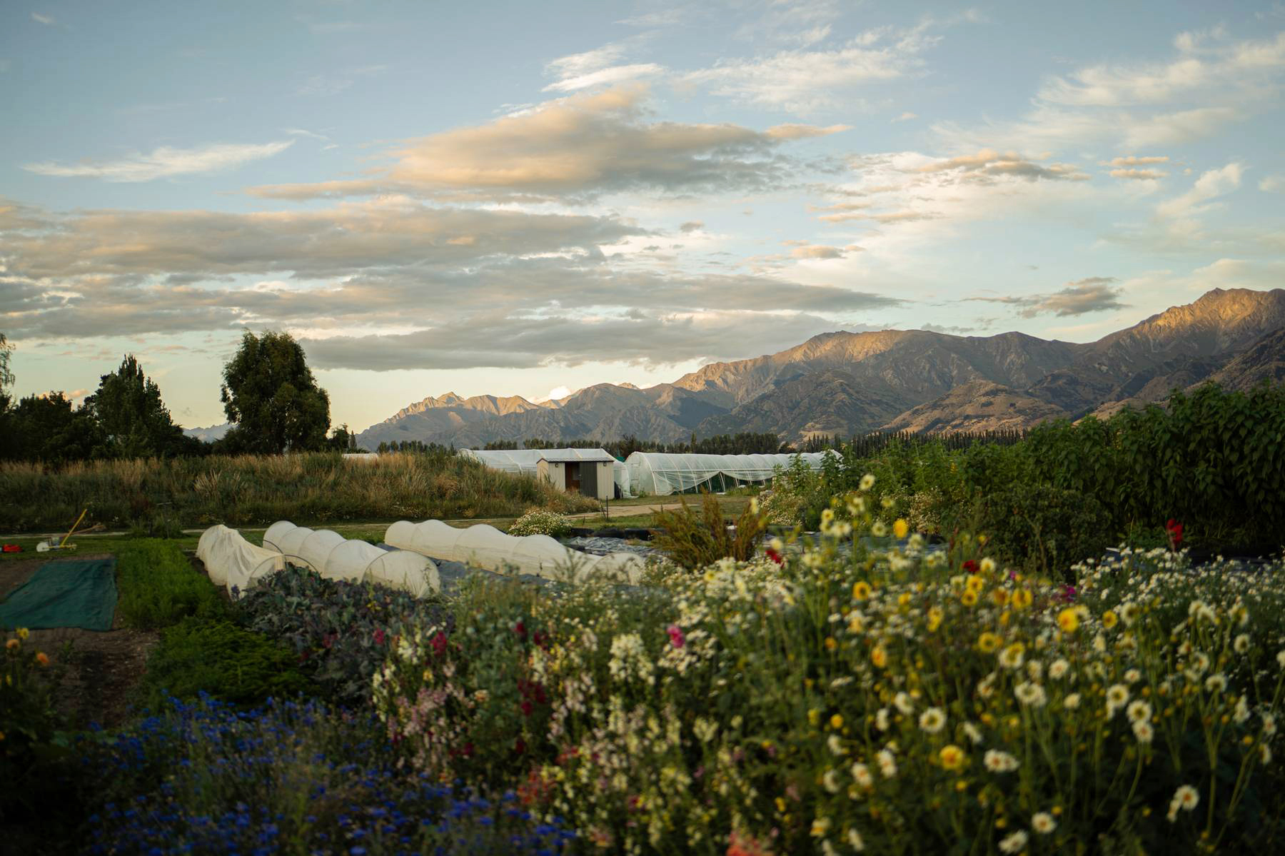 Landscape overlooking regenerative farm and wildflowers at Wild Things Wānaka