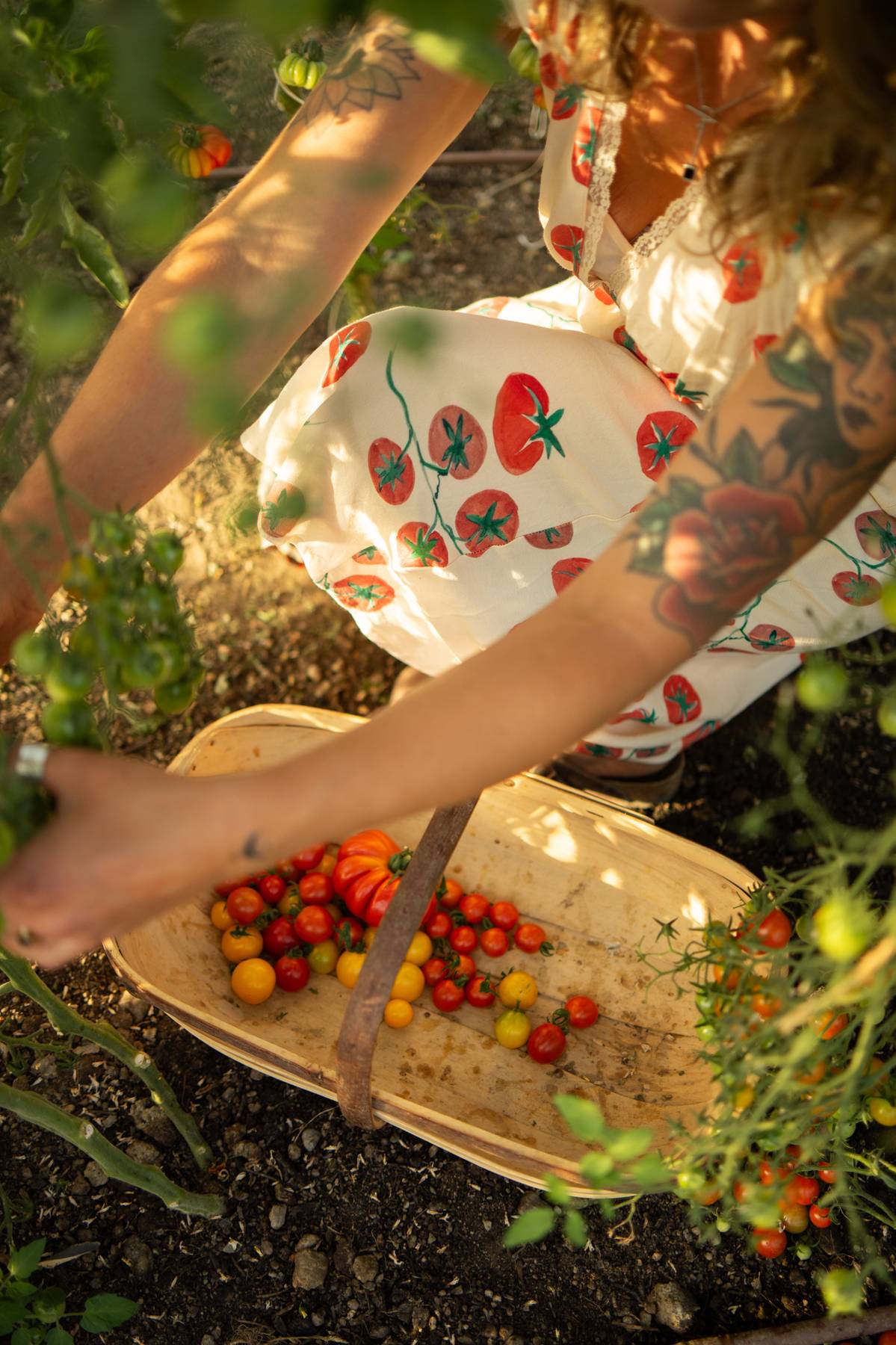Hand picking tomatoes for produce at Wild Things Wānaka