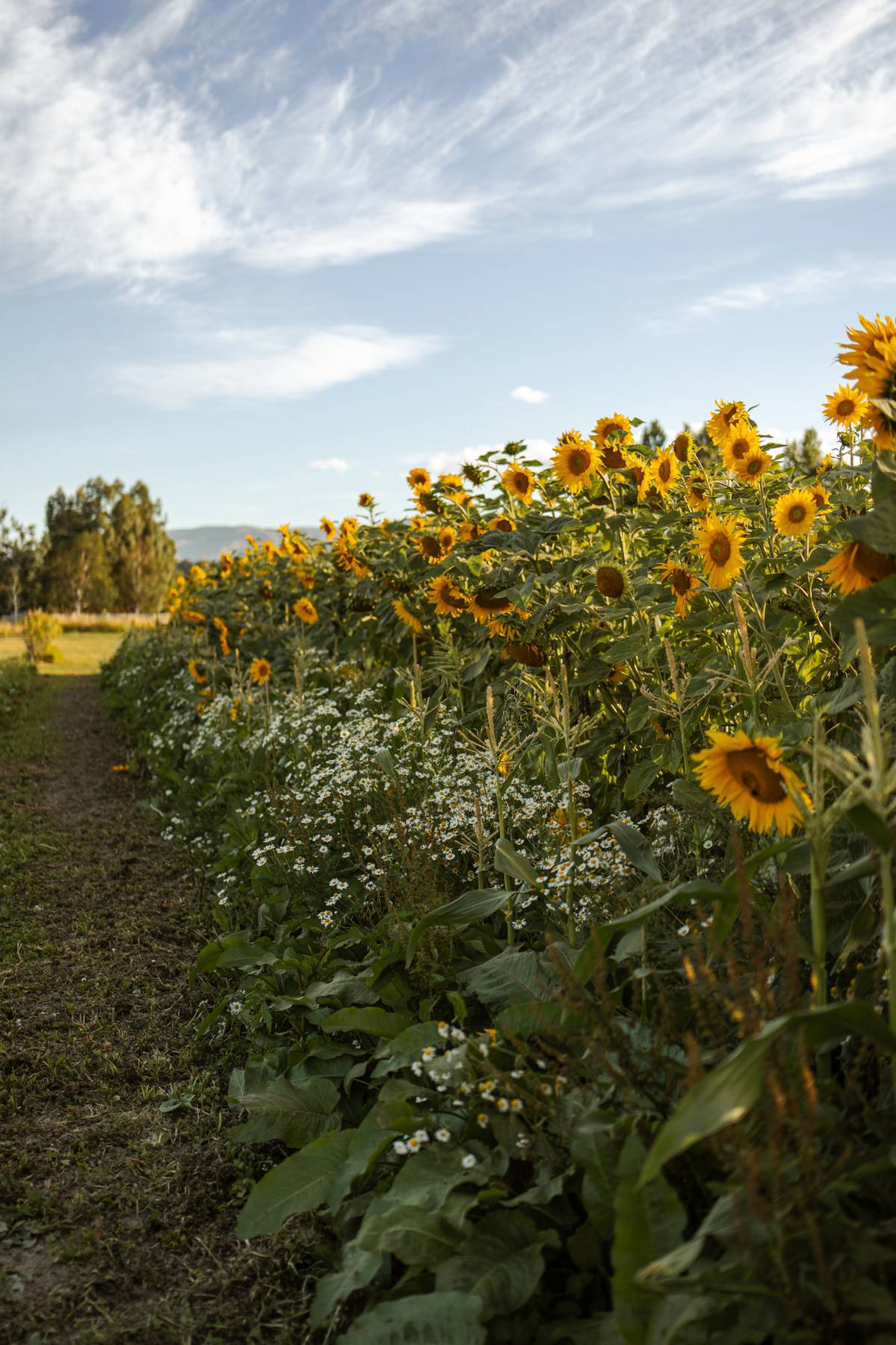 Sunflower field at Wild Things Wānaka