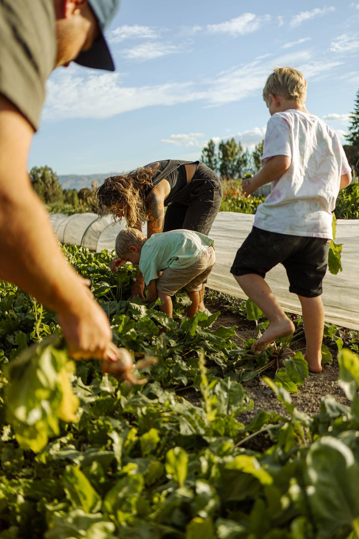 Caitlin Ovendeen and family hand picking crops at regenerative farm, Wild Things Wānaka