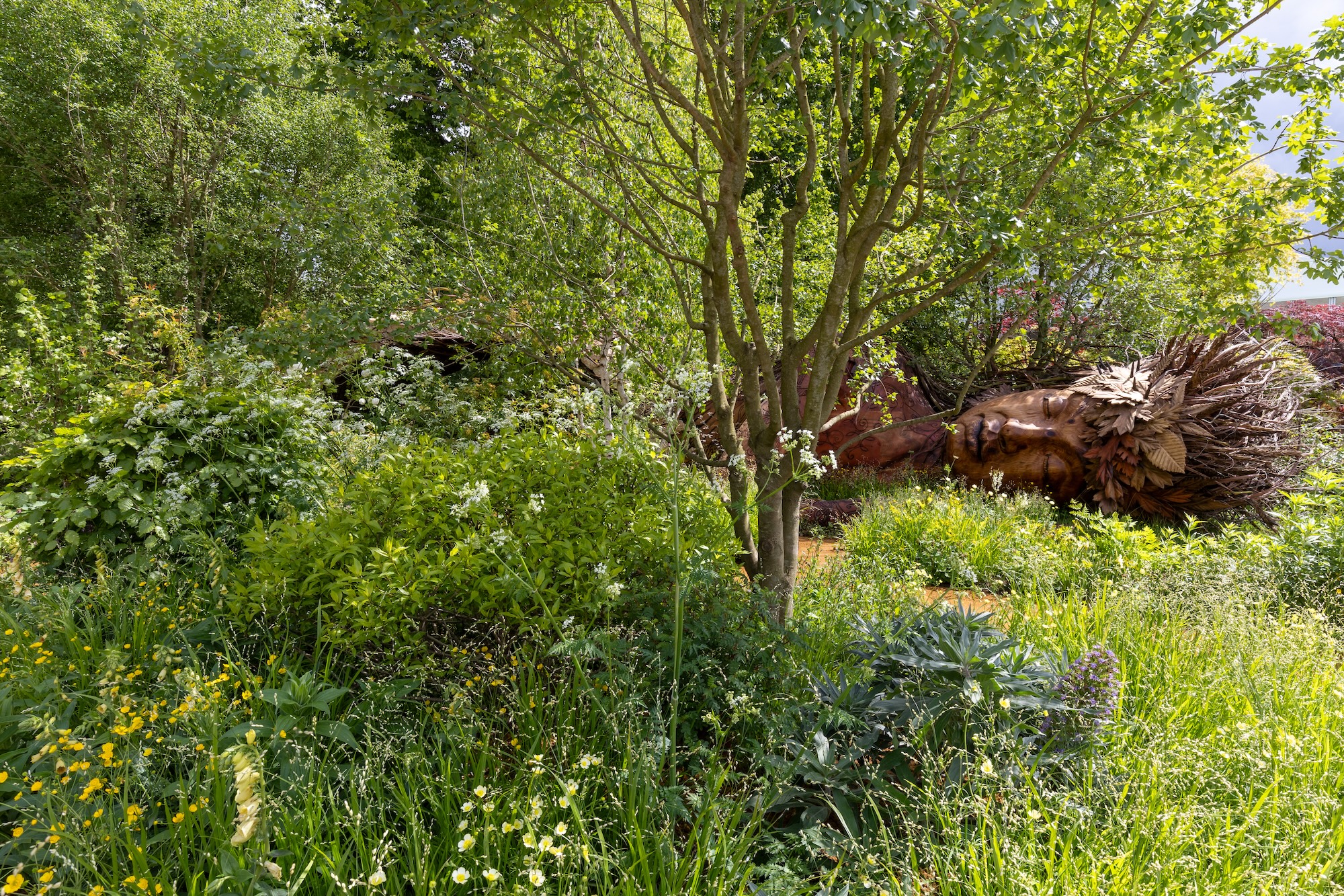 Multi-stem tree and meadow planting design 1 Structural tree planting rising above a richly layered border in Sarah Eberle’s RHS CFS showcase garden.