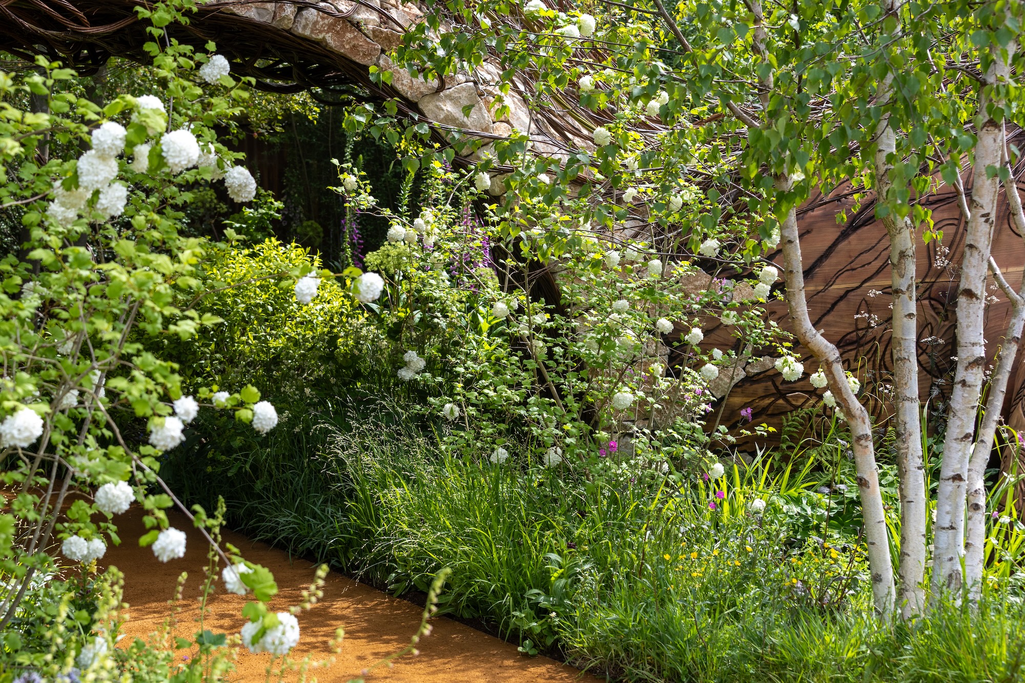 Curving pathway through woodland planting 1 Meandering garden path bordered by flowering shrubs and naturalistic greenery at Sarah Eberle show garden RHS Chelsea Flower Show.