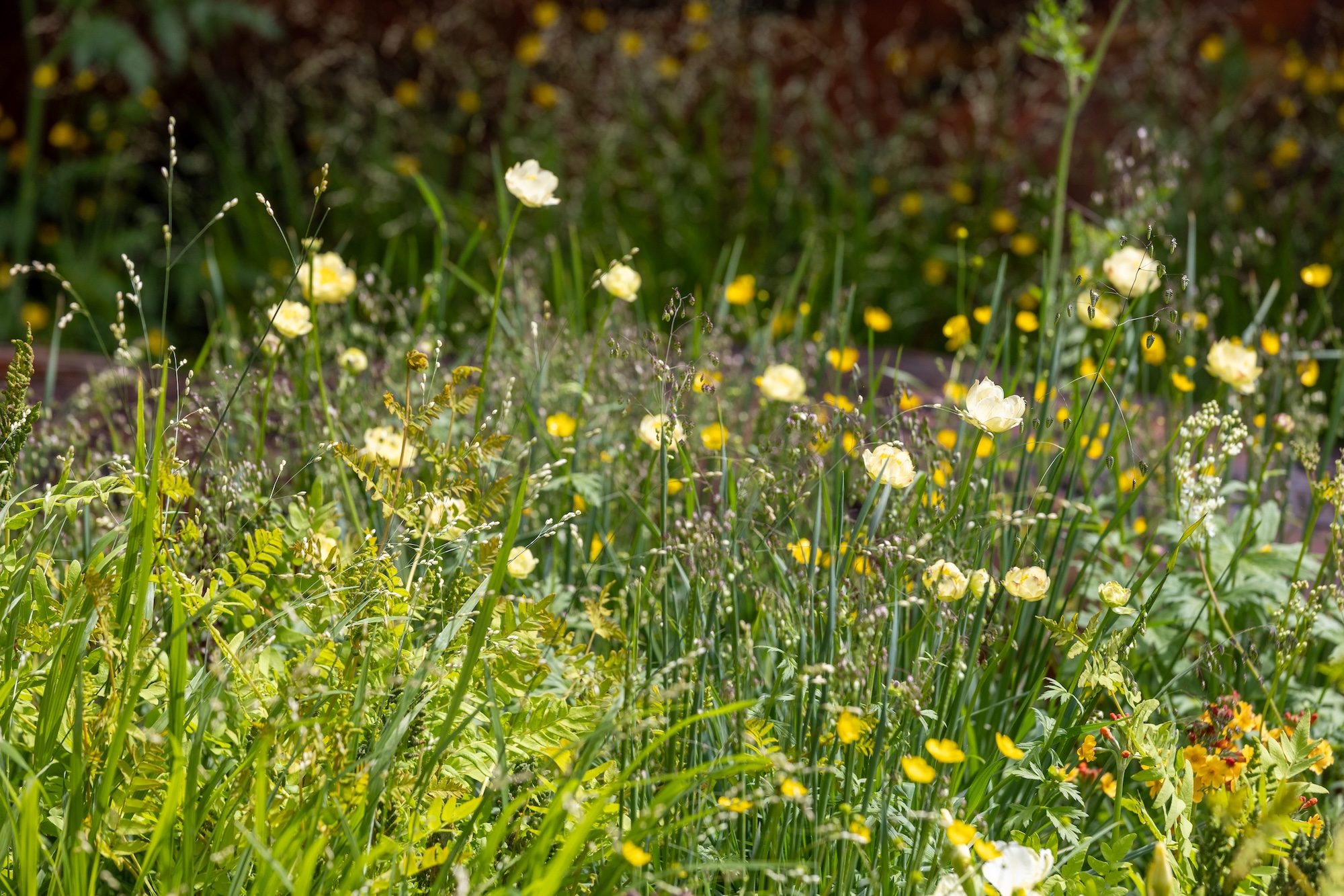1 Wildflower planting reflecting the beauty of the British countryside in Sarah Eberle’s RHS CFS garden.