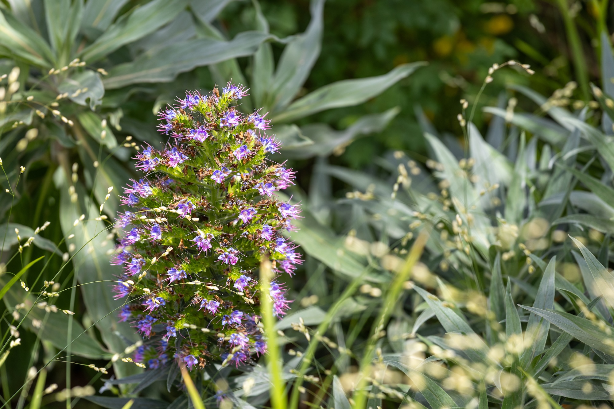 Close-up of vibrant purple flower spikes attracting pollinators in this naturalistic RHS CFS garden.