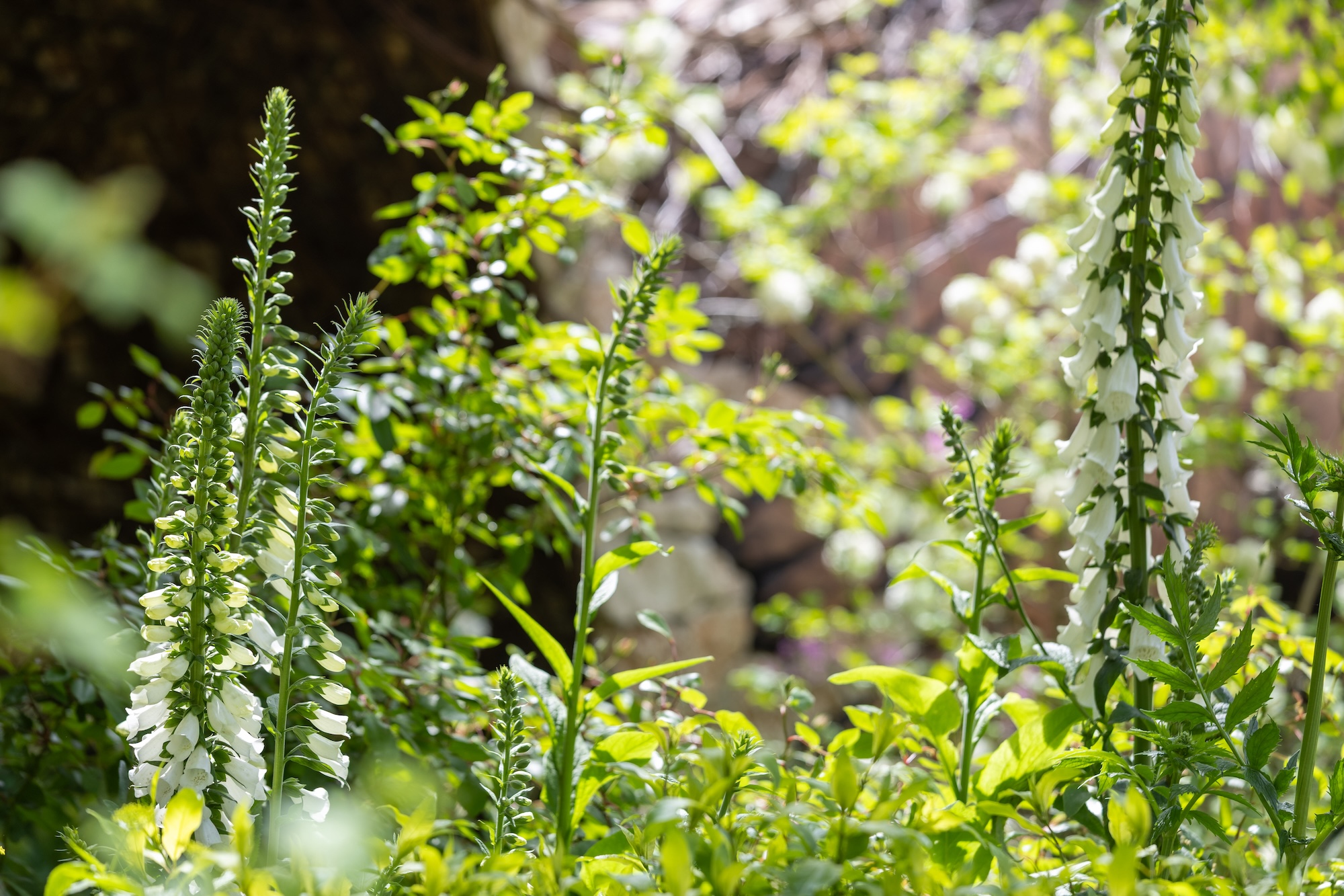 1 Dappled sunlight filtering through planting in Sarah Eberle’s award-winning RHS CFS garden design.