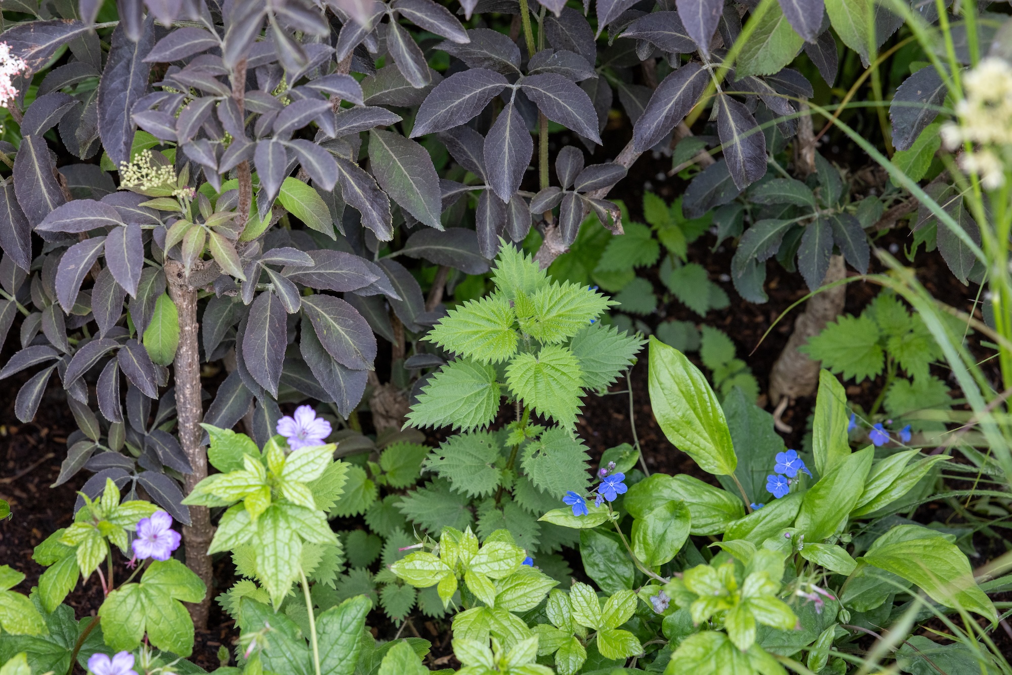 1 Layered Urtica dioica, nettle in garden designed by Sarah Eberle for RHS CFS