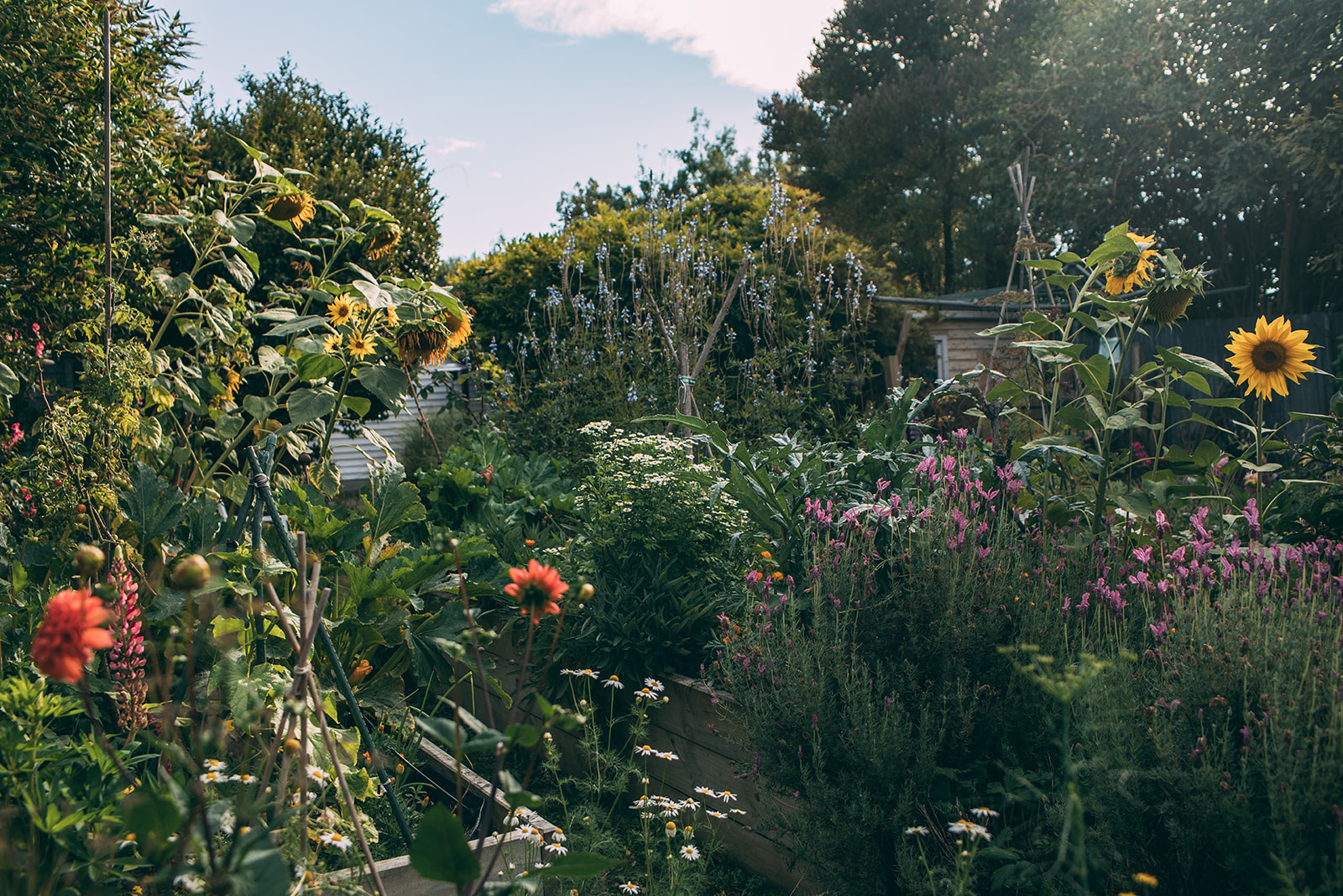 Full story Sage Vol. 1: Life among plants